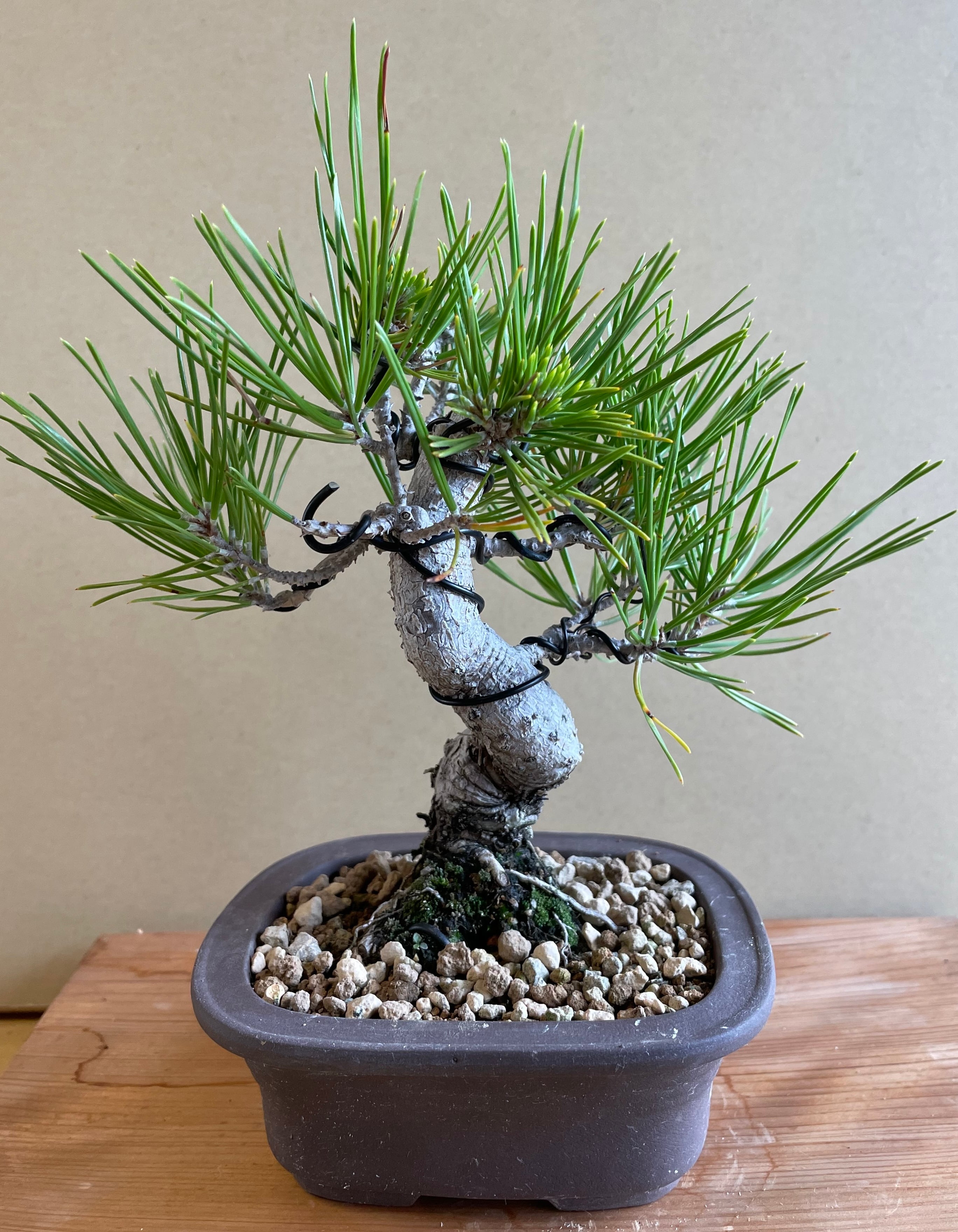 盆栽 イボタ 樹高56cm