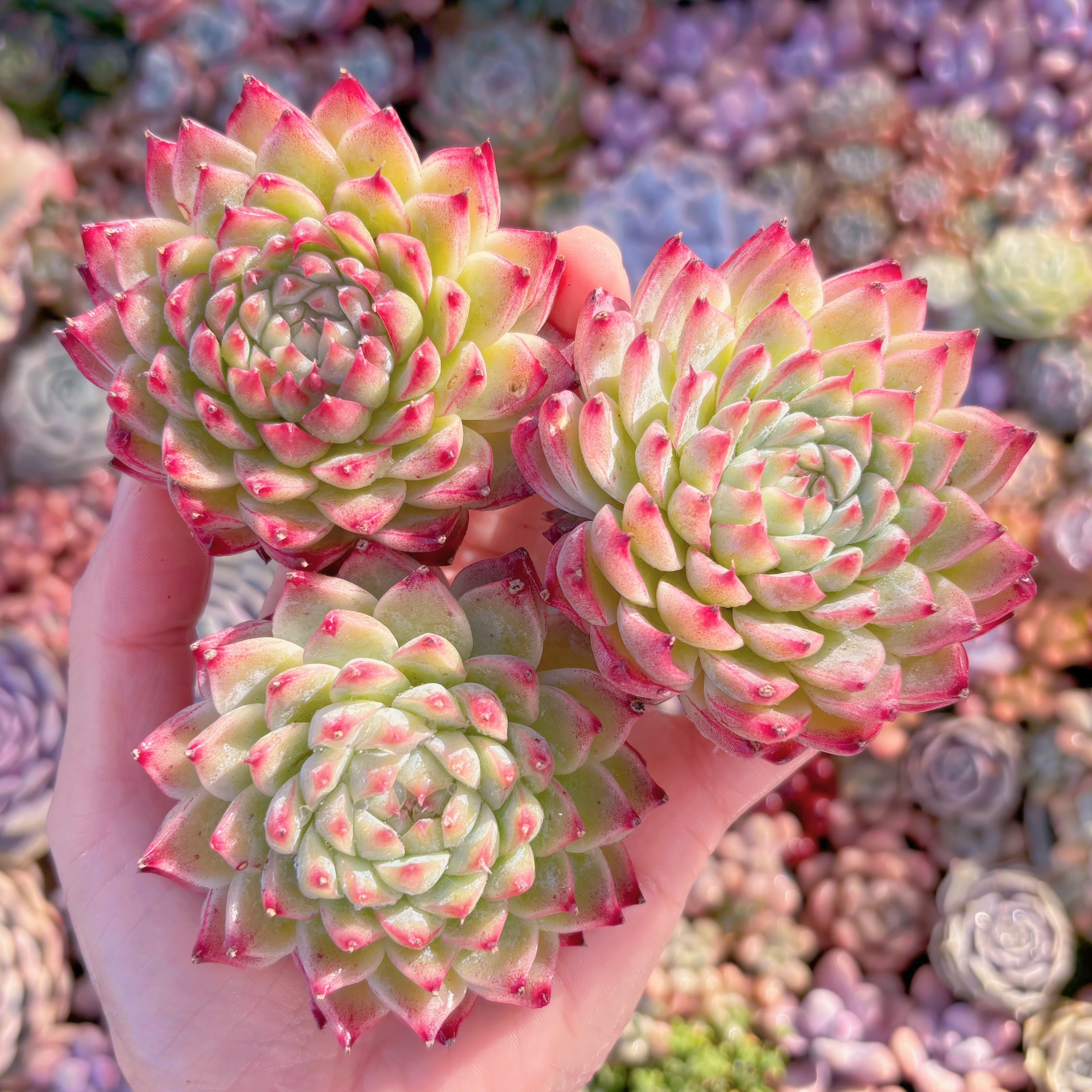多肉植物　桃夭(1苗)　新入荷　るる農園