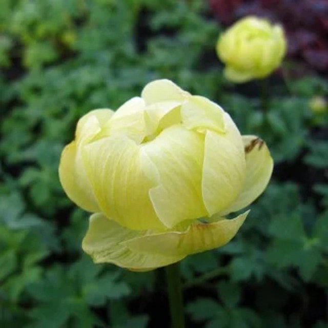 トロリウス 'チェダー'