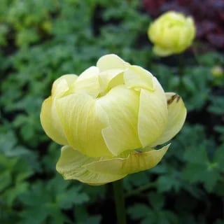 トロリウス 'チェダー'