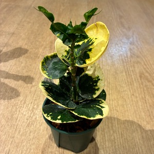 Croton Golden rose クロトン ゴールデンローズ
