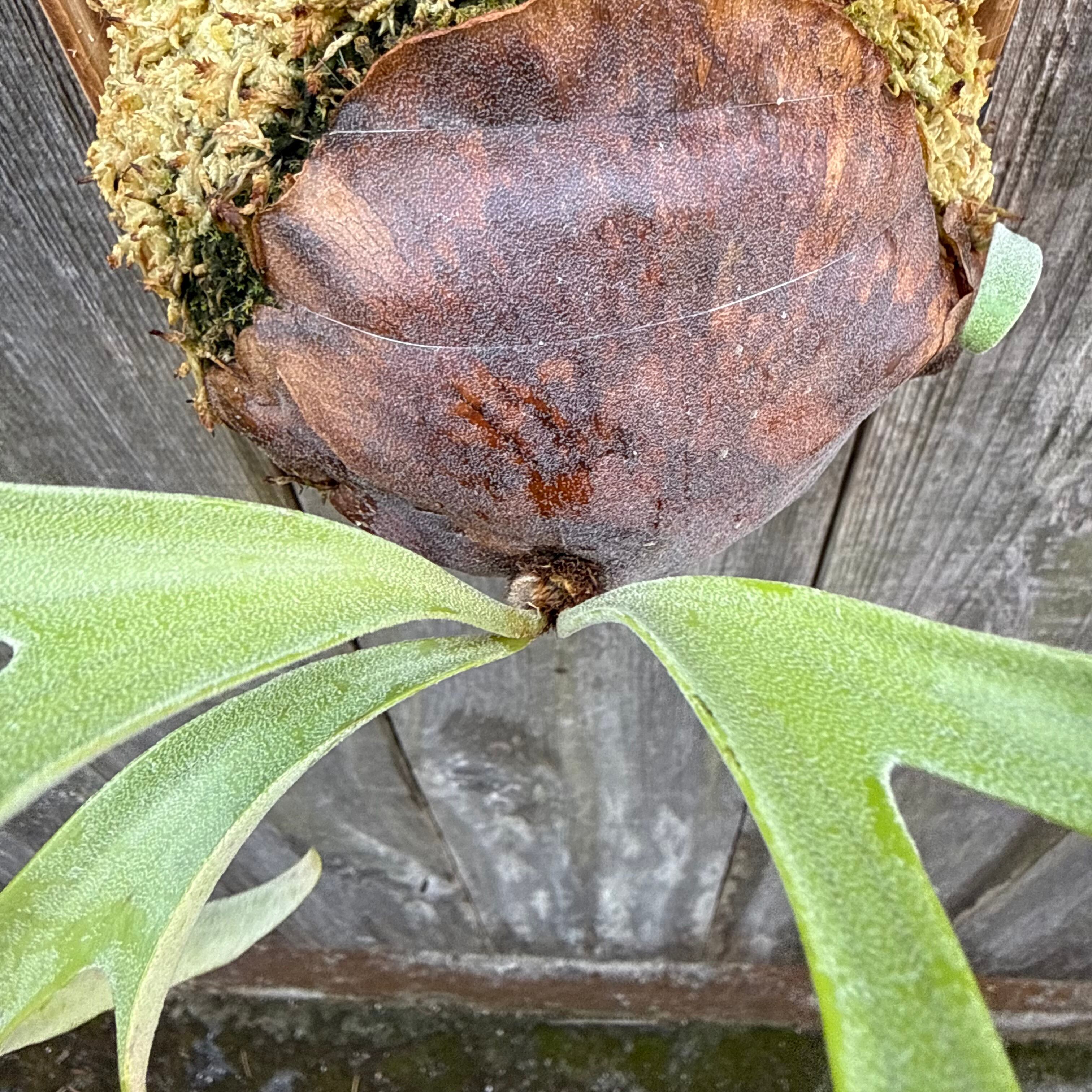P. alcicorne dwarf | naturefix