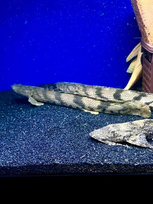 ワイルドエンドリケリー（IIARO産）