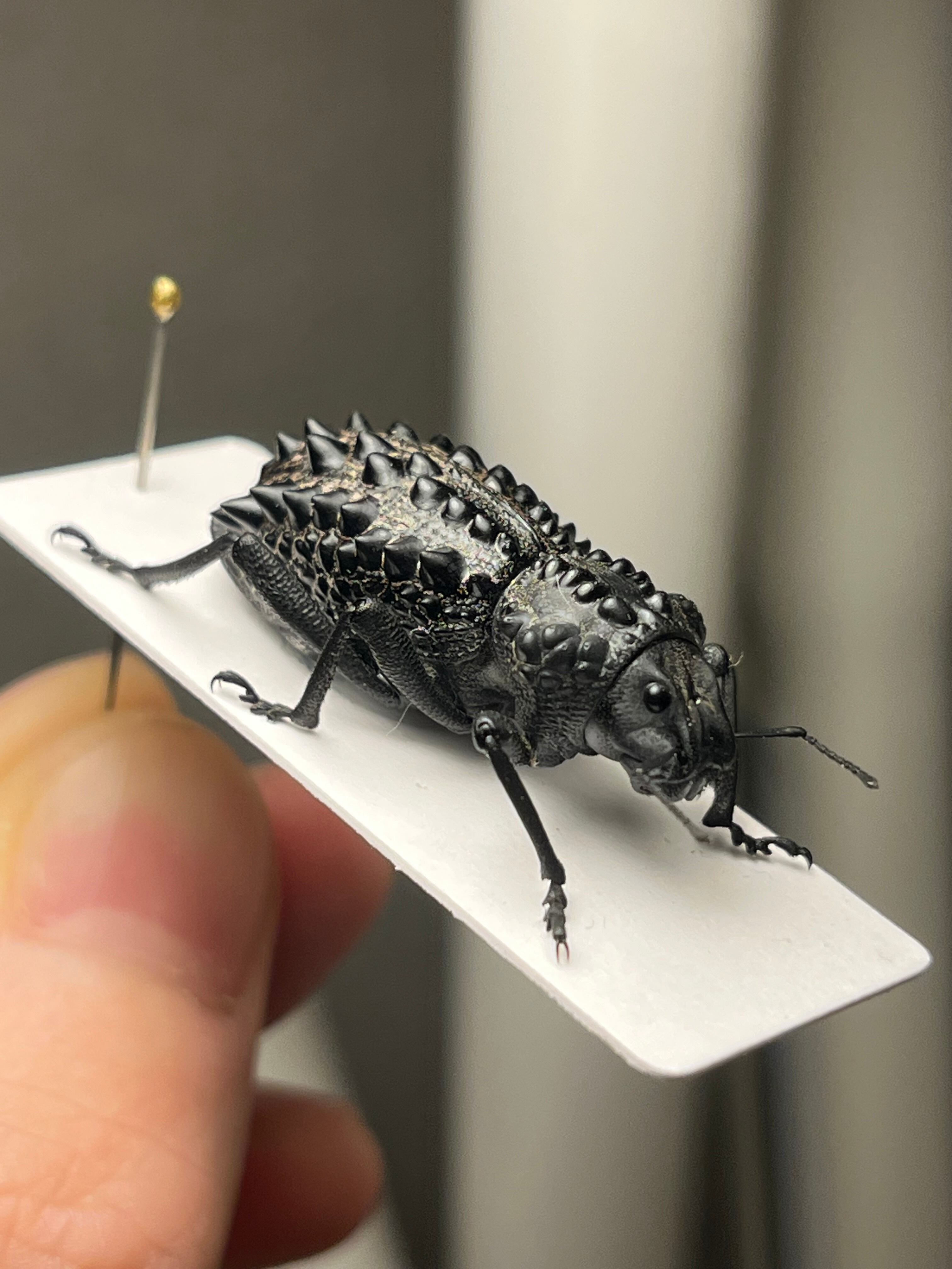 属内最高峰】トゲトゲヘンテコゾウムシ Gagatophorus 標本甲虫フン