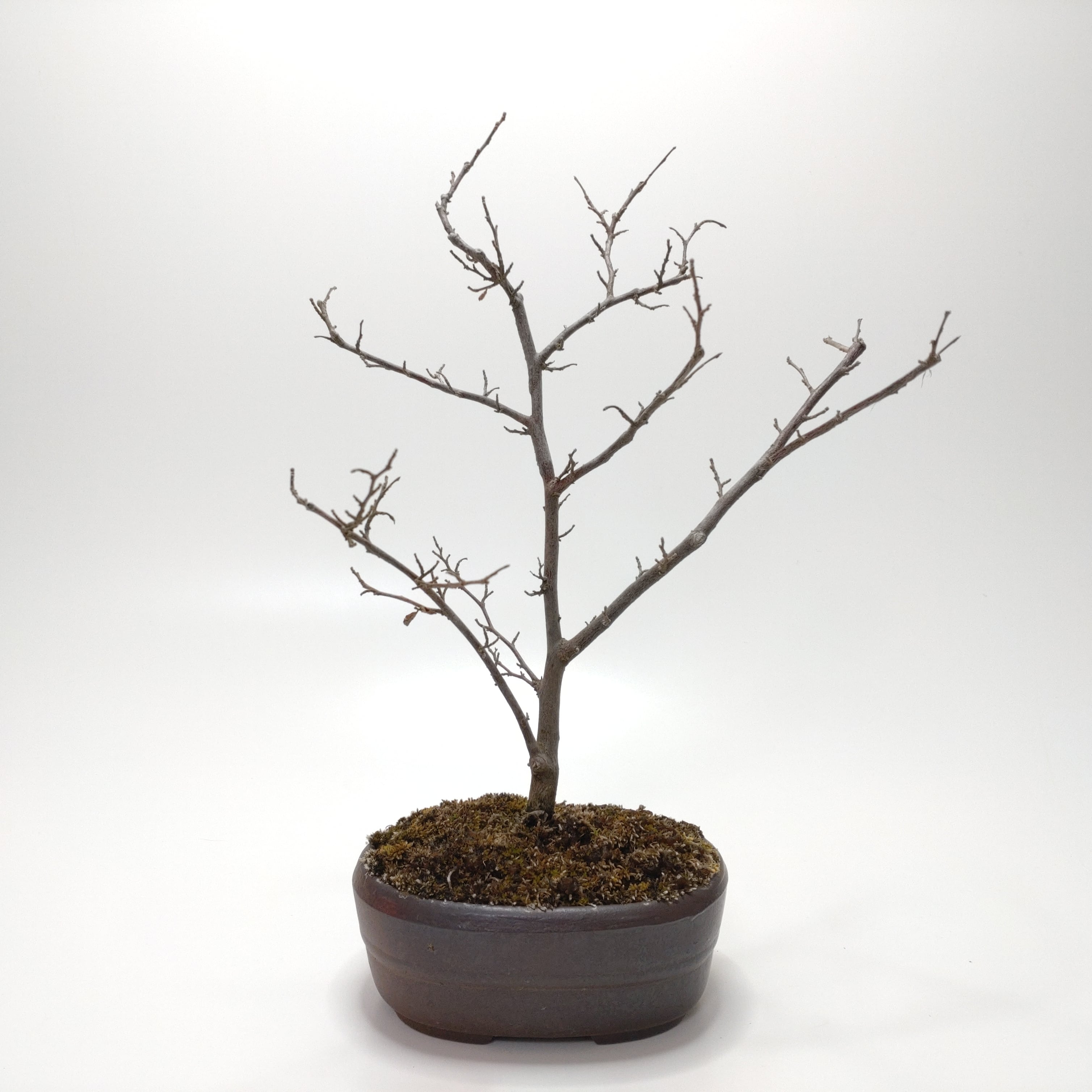 盆栽創【Bonsaisou】