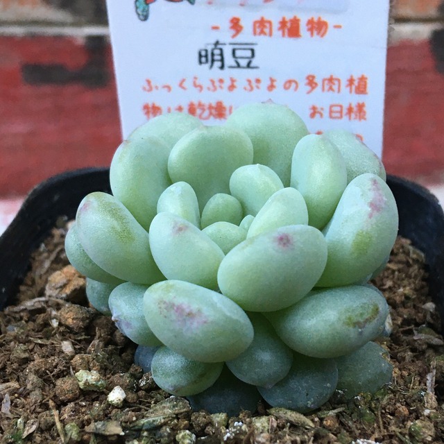 萌豆 Rupo 多肉植物専門店 萌豆 Rupo 多肉植物専門店