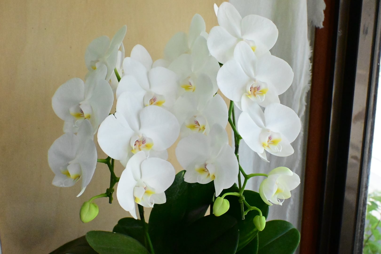 白胡蝶蘭鉢（予約販売品） | 兵庫県丹波篠山市へお届けします しぶや花店