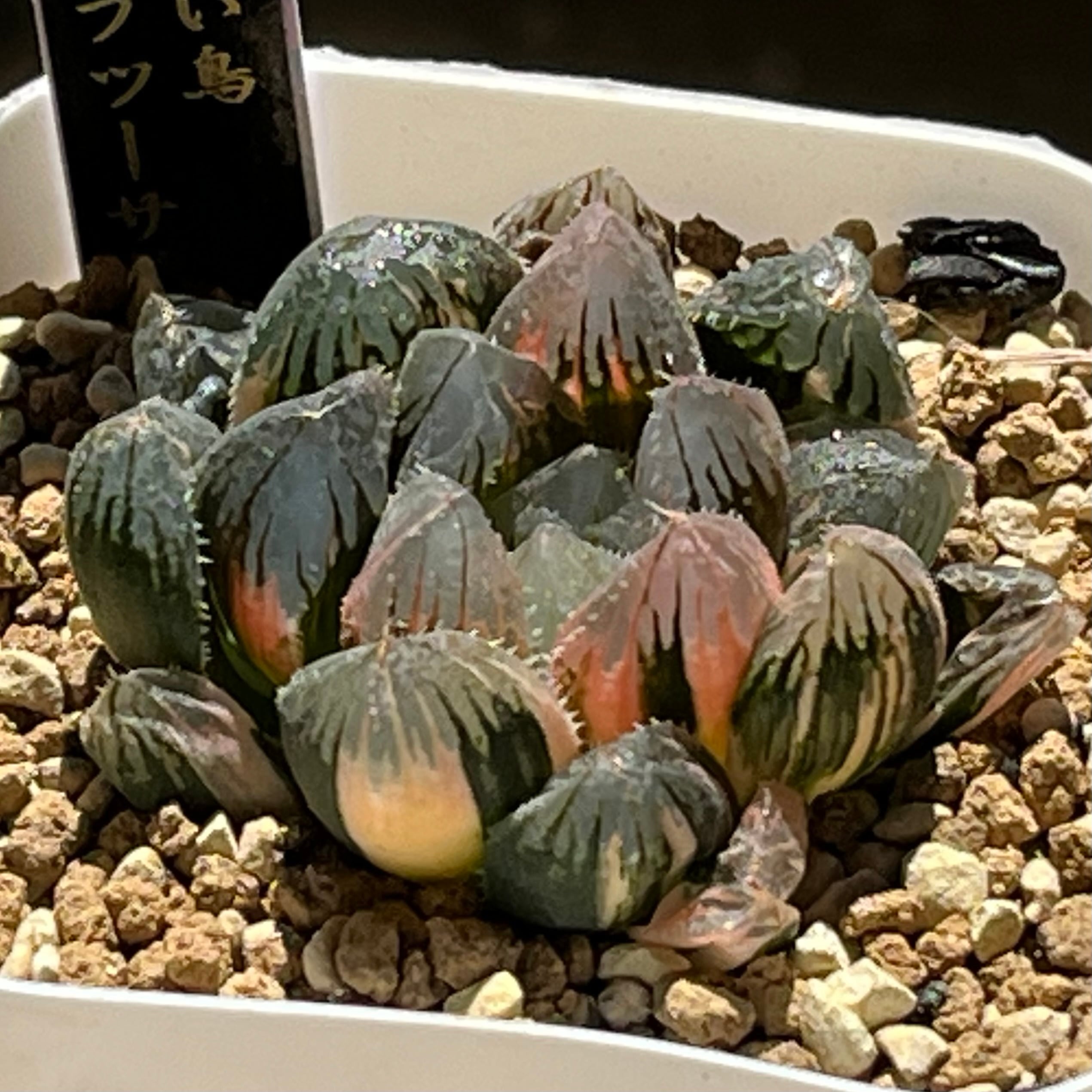 オブツーサ系 | mocono_plants