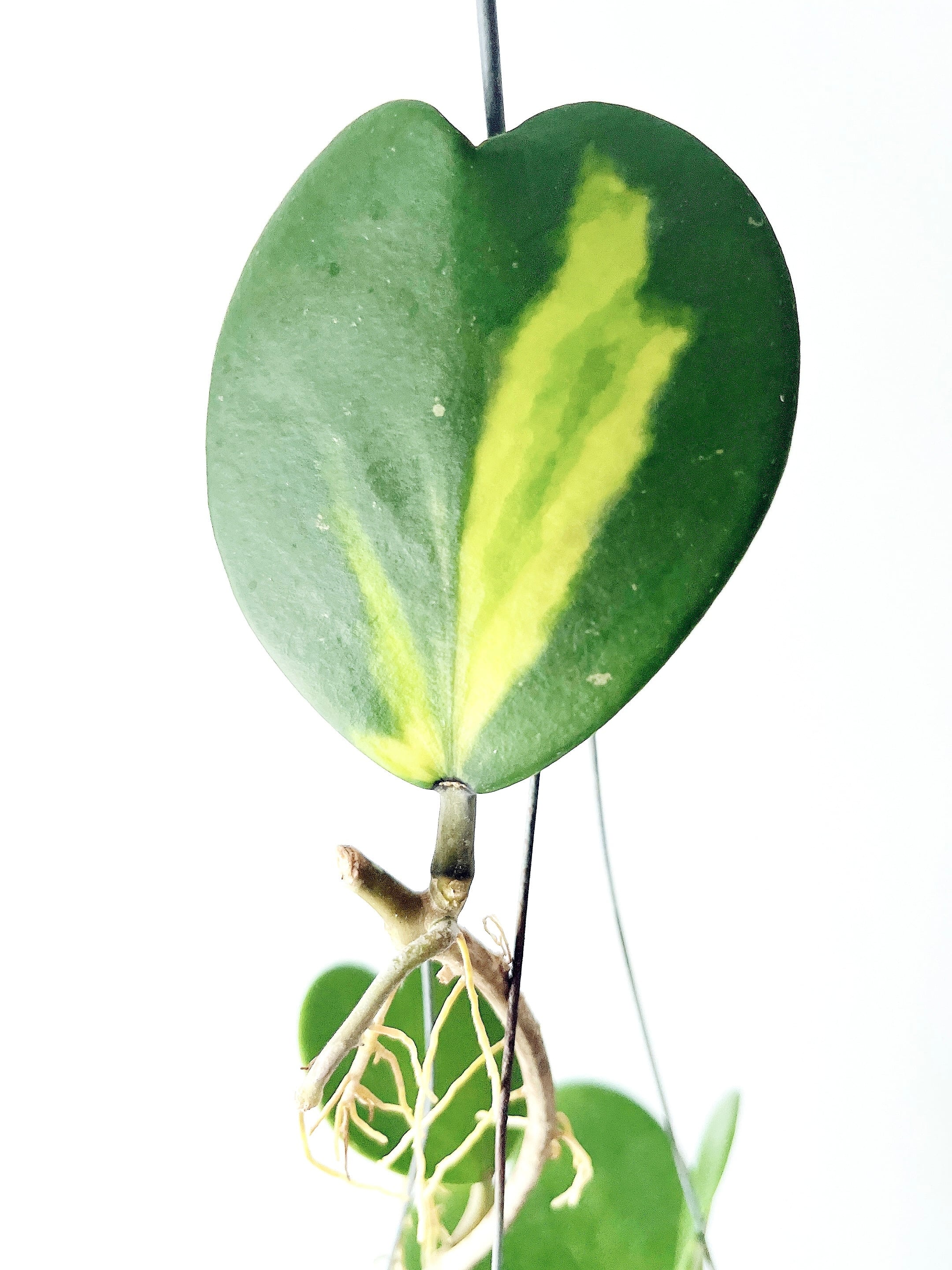 希少品種ホヤコレクション：Hoya kerrii Inner Variegata（ホヤ