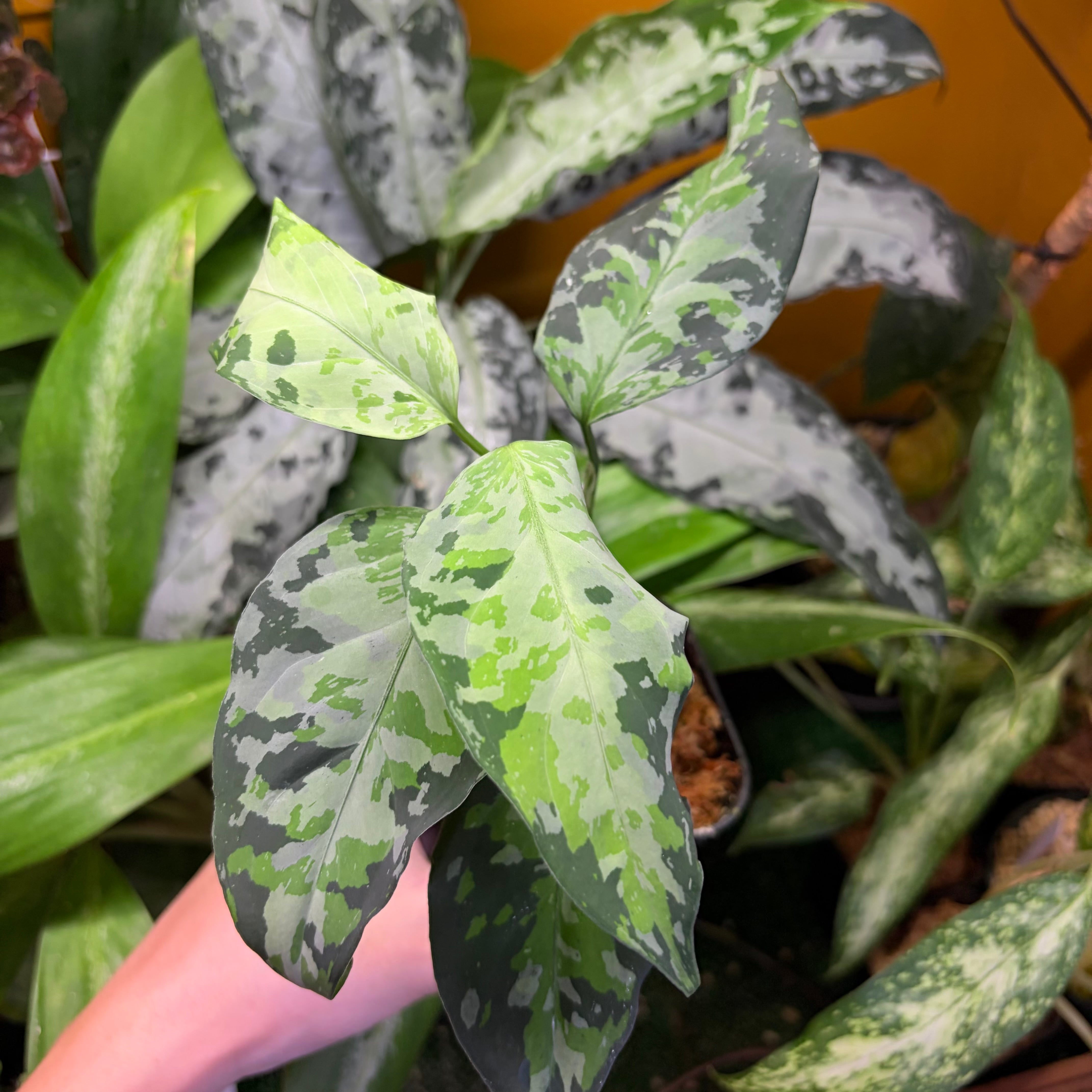 Aglaonema sp. Krabi 【ZOE0626-04t】 アグラオネマ | 熱帯雨林植物