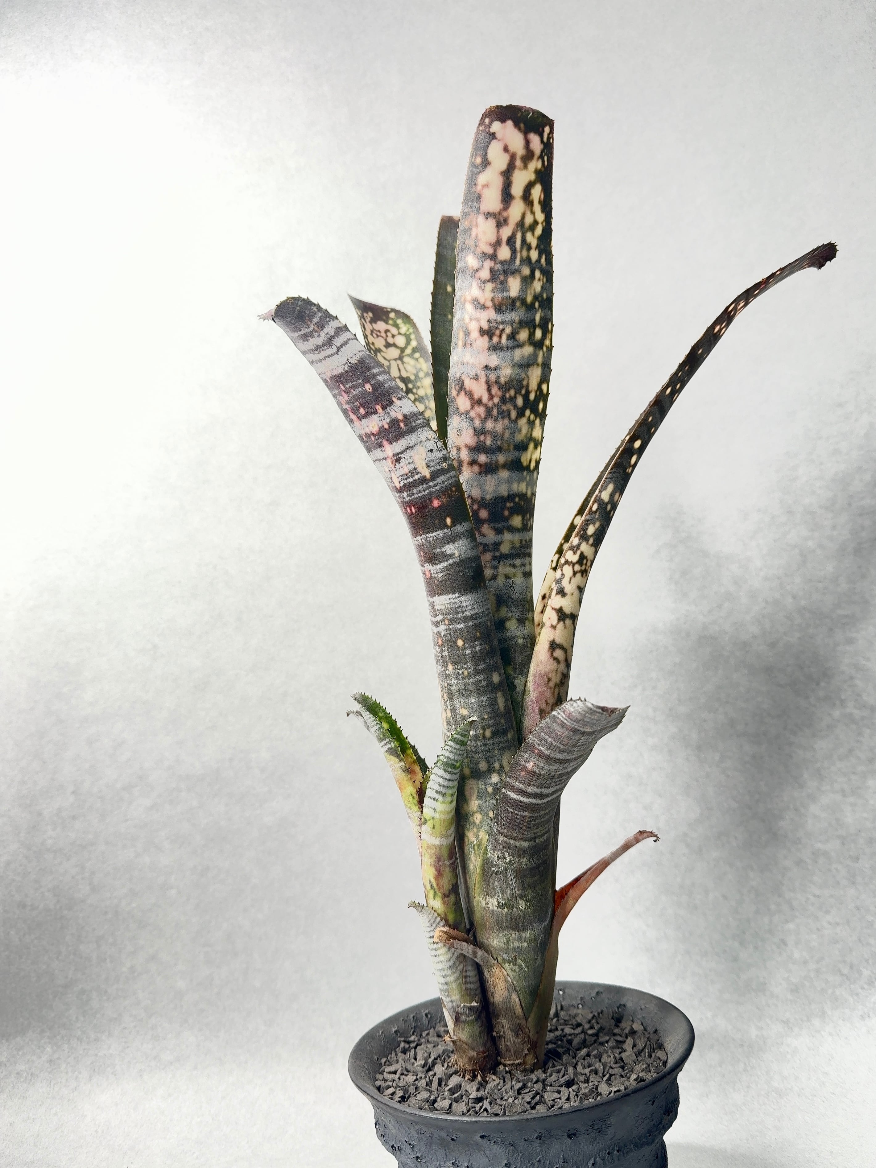 ドミンゴスマルティンス×ストロベリー | trigger