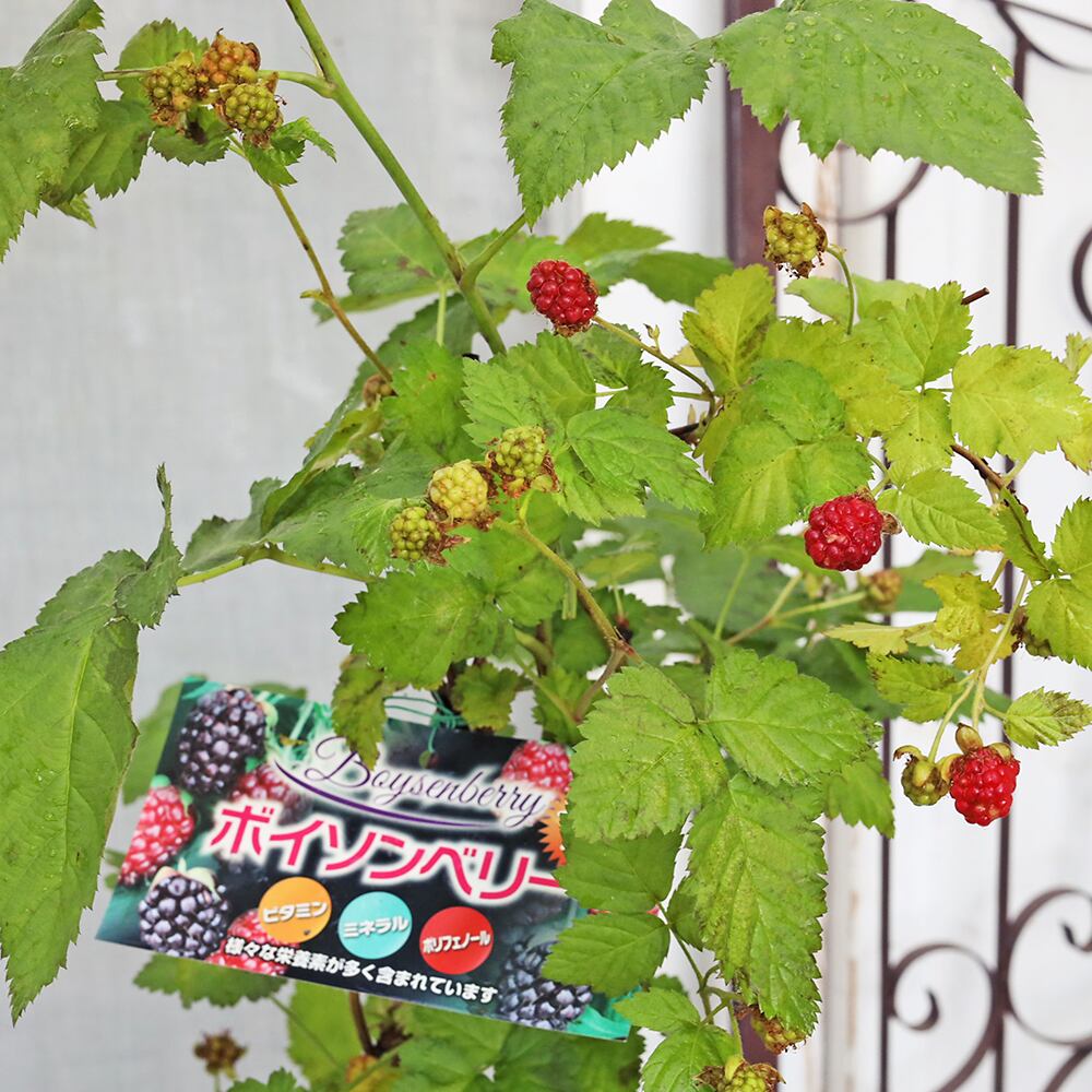 値下げセール 果樹苗木 ボイソンベリー ラズベリー ブラックベリー 6号