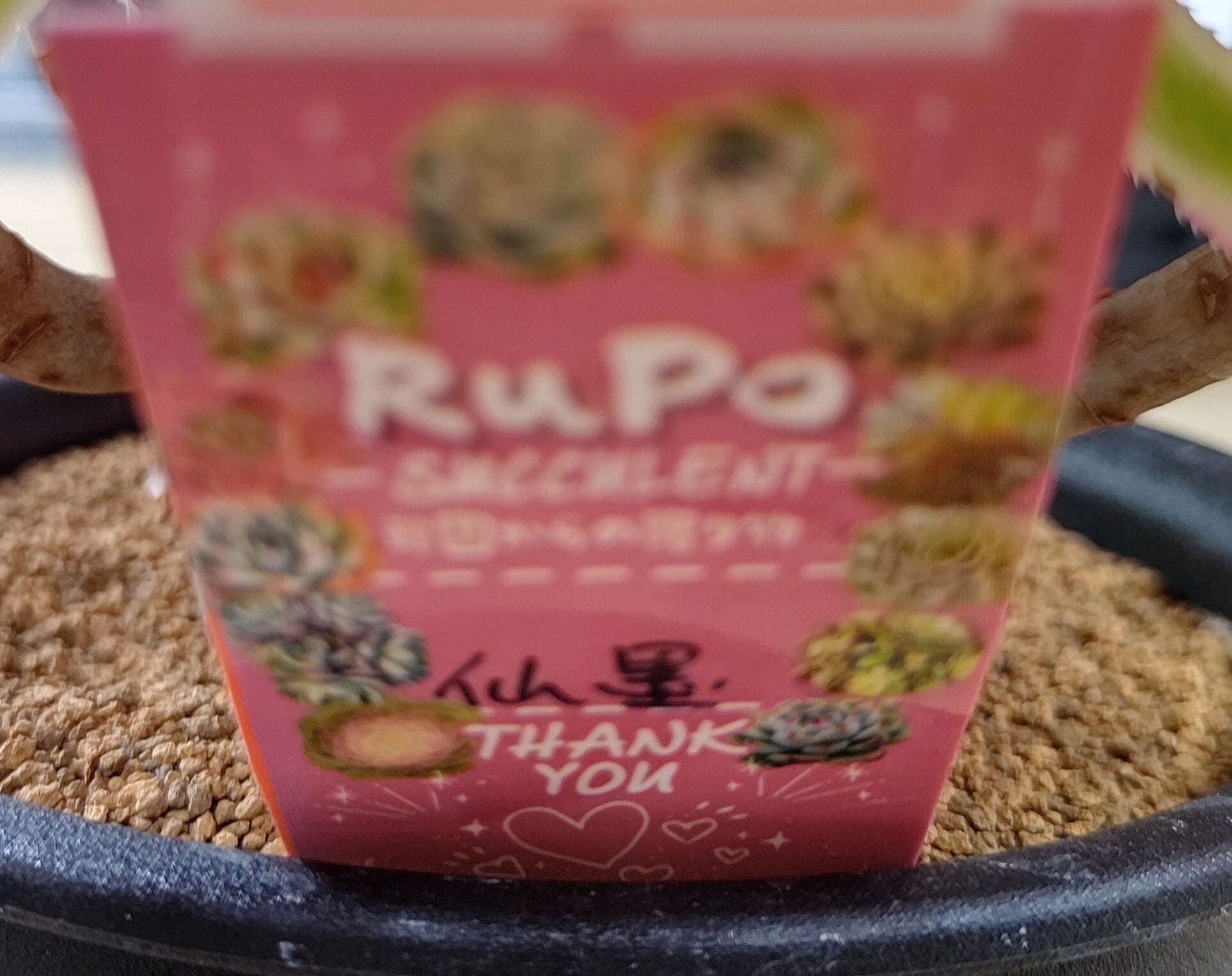 B仙墨(アエオニウム)群生B | RuPo 多肉植物専門店