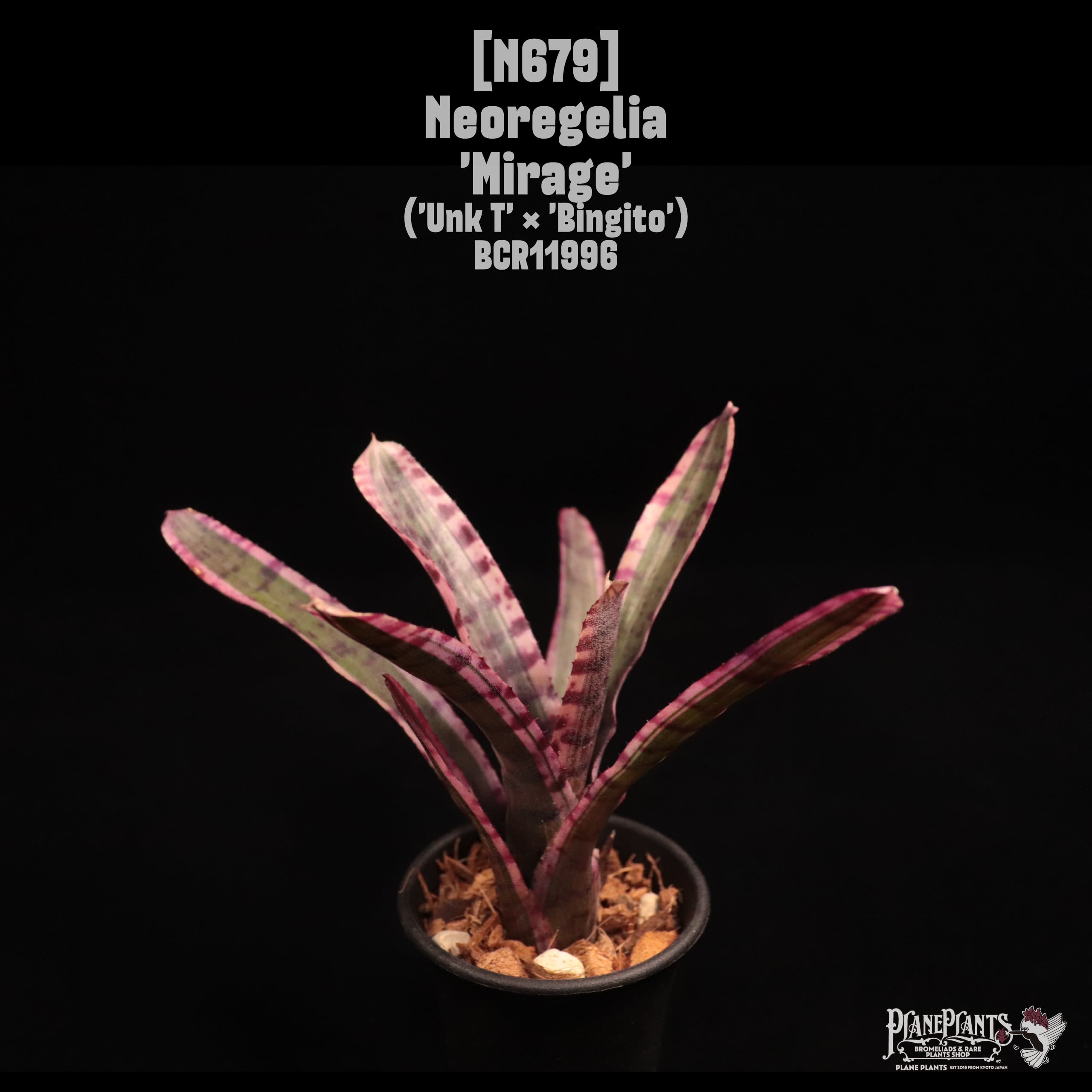 Neoregelia 'Mirage'〔ネオレゲリア〕N679