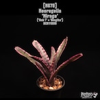 Neoregelia 'Mirage'〔ネオレゲリア〕N679