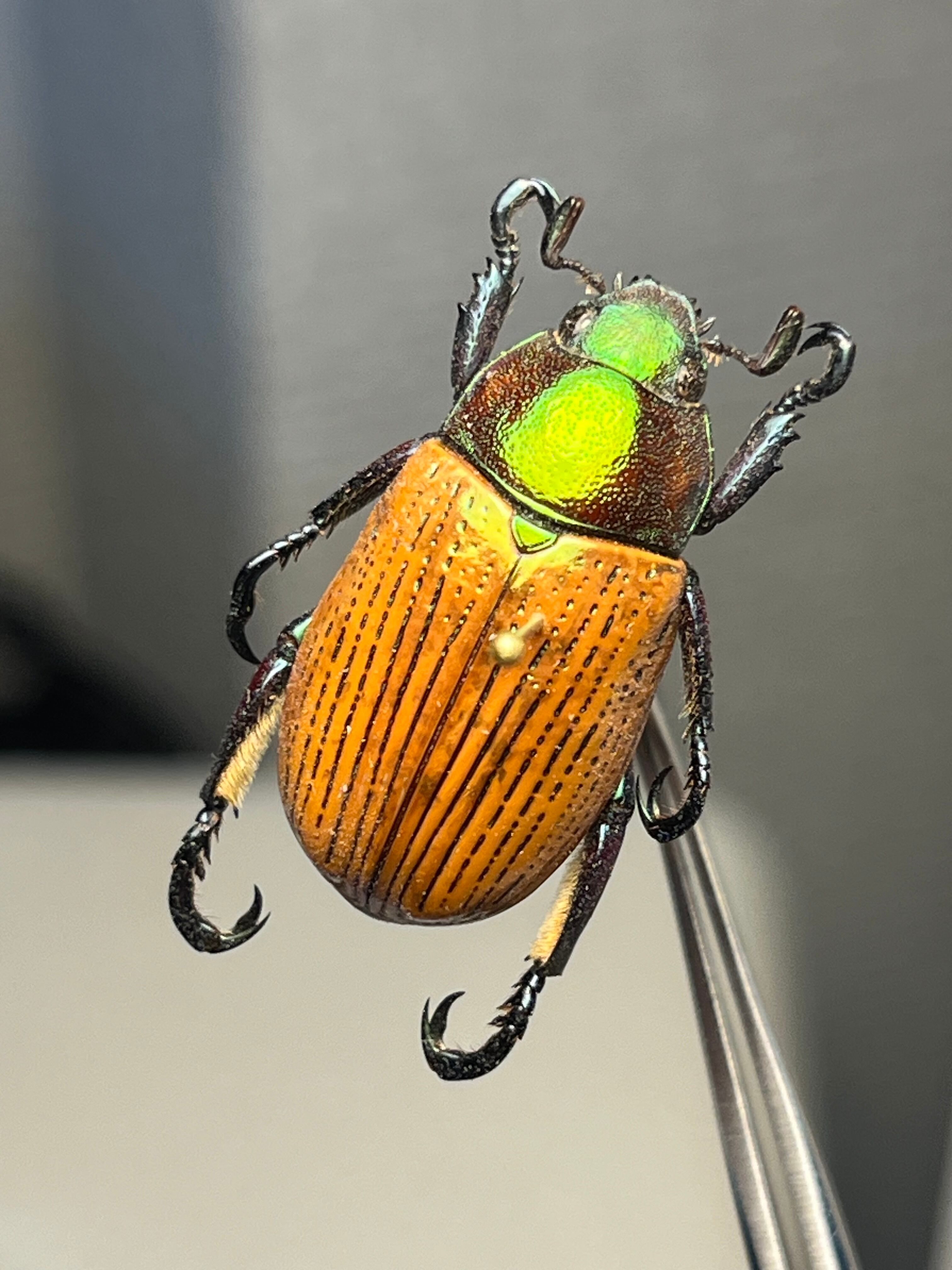 Pelidnota sanctijacobi プラチナコガネ 標本 Epichalcoplethis