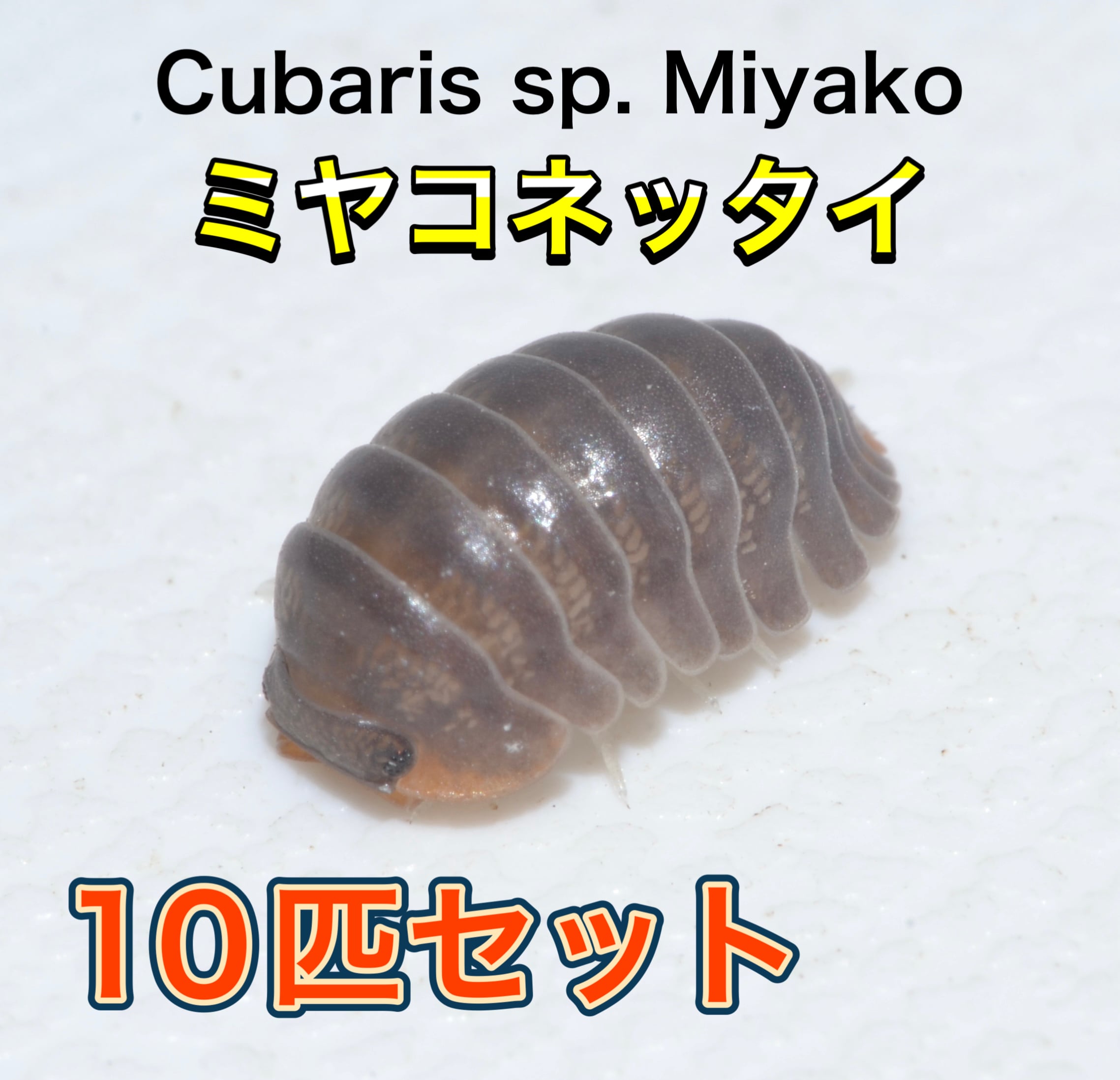 ミヤコネッタイダンゴムシ 10匹セット | 昆虫ショップ BUG FOREST