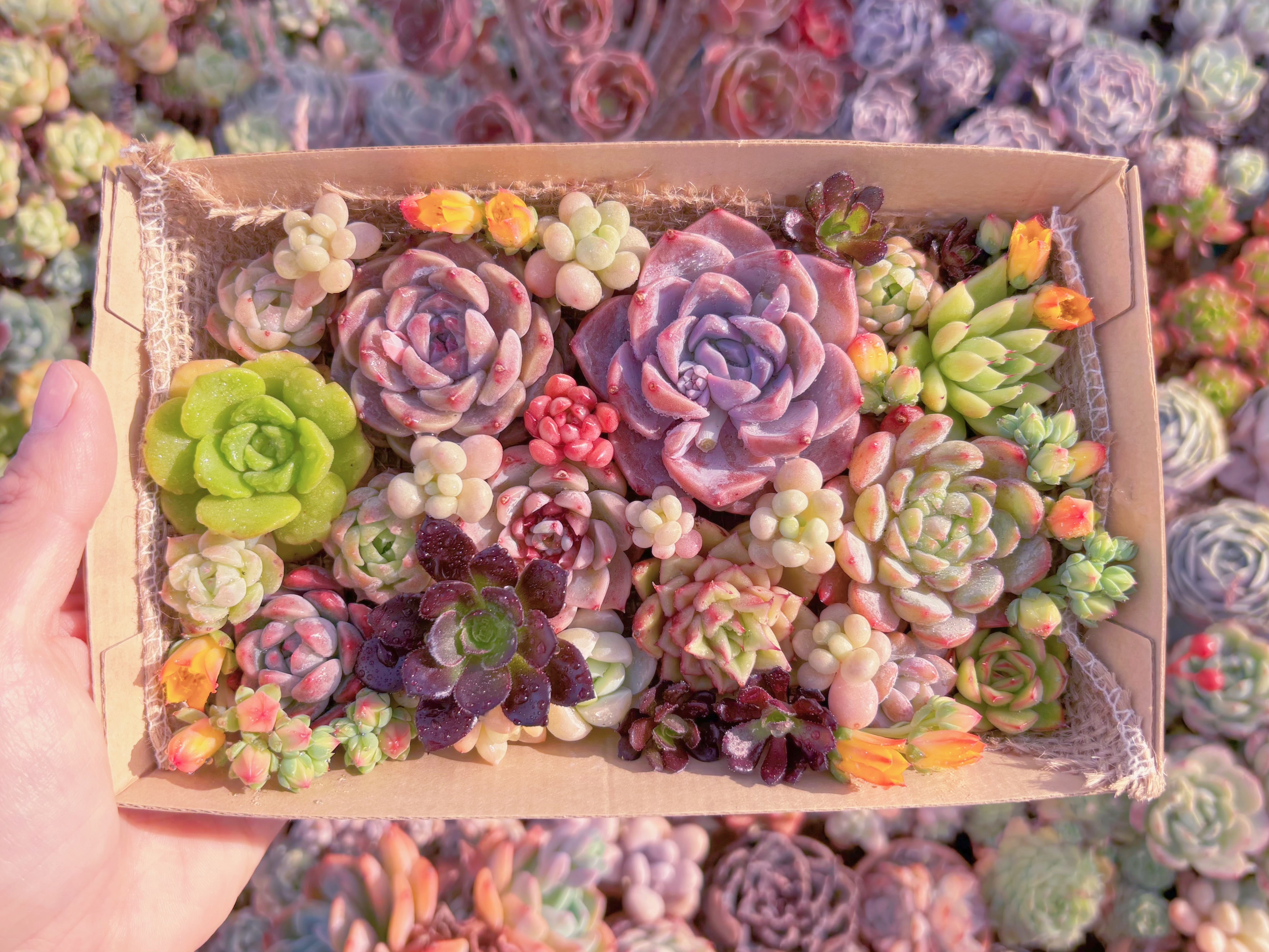 現品　寄せ植えセット#E13　12cmx20cm　るる農園