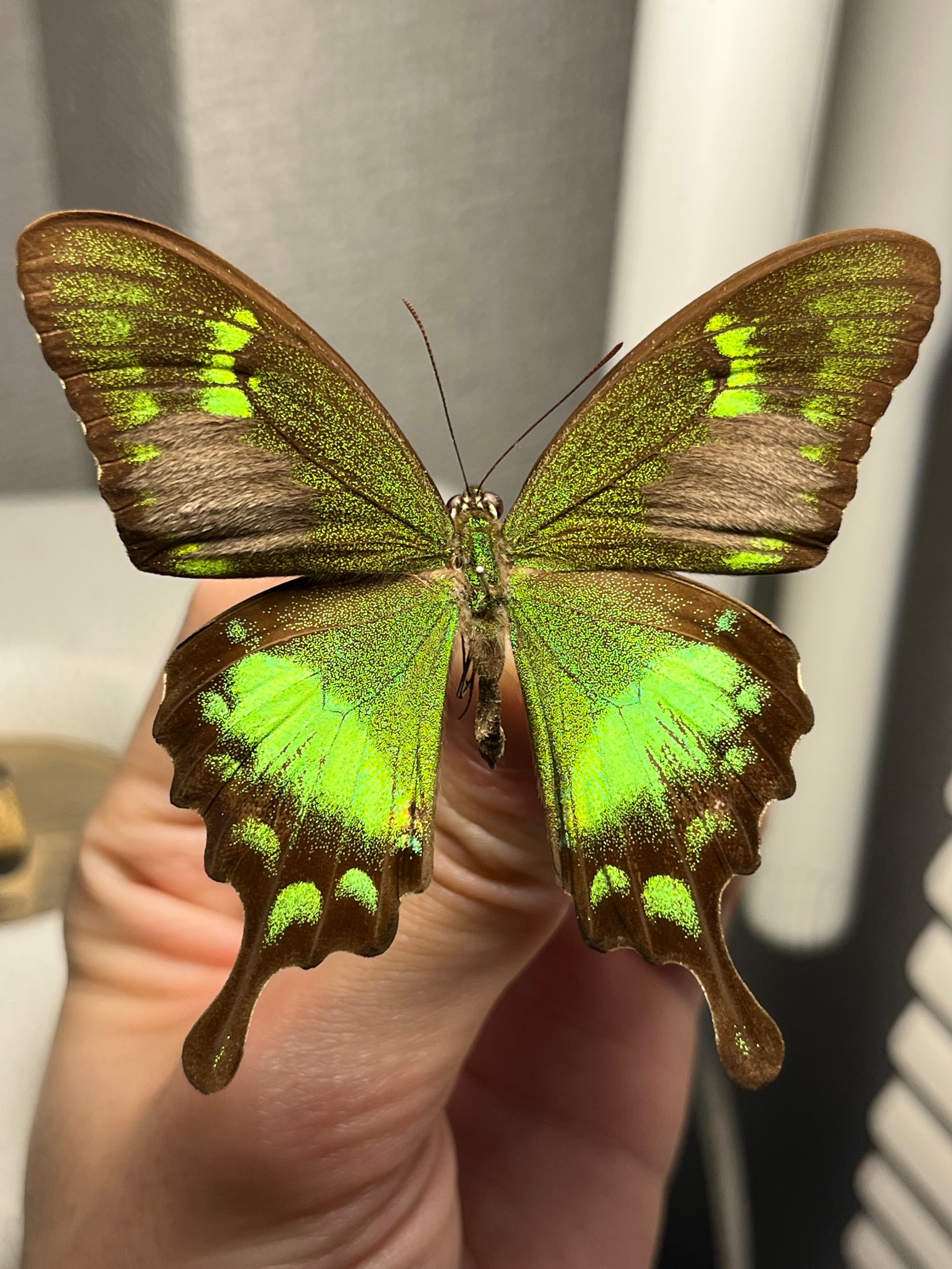 レテノールモルフォ蝶 蛾ピカソモスモルフォチョウMorpho昆虫標本