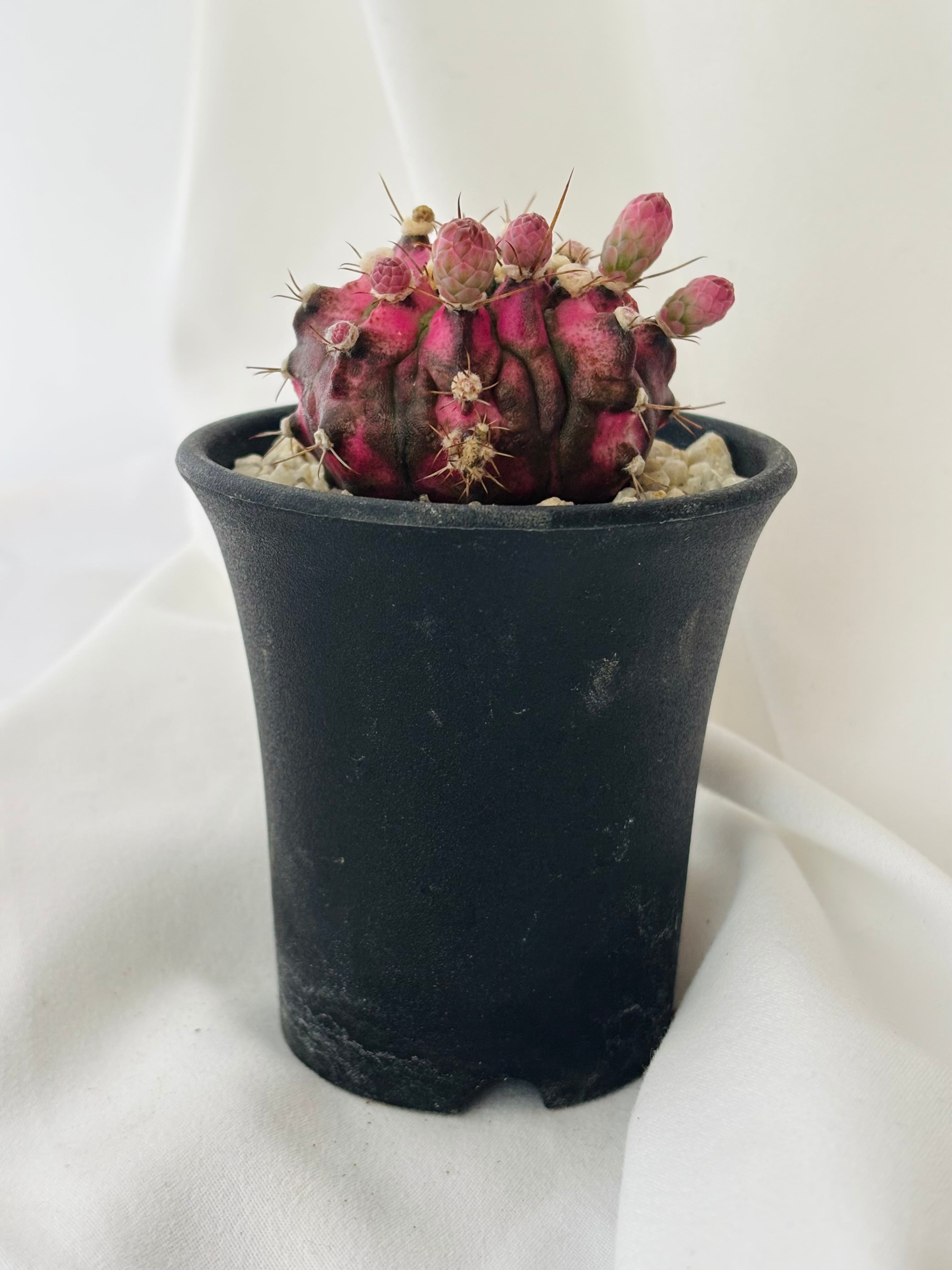 Gymnocalycium mihanovichii ピンク 緋牡丹錦 サボテン | plants MARU