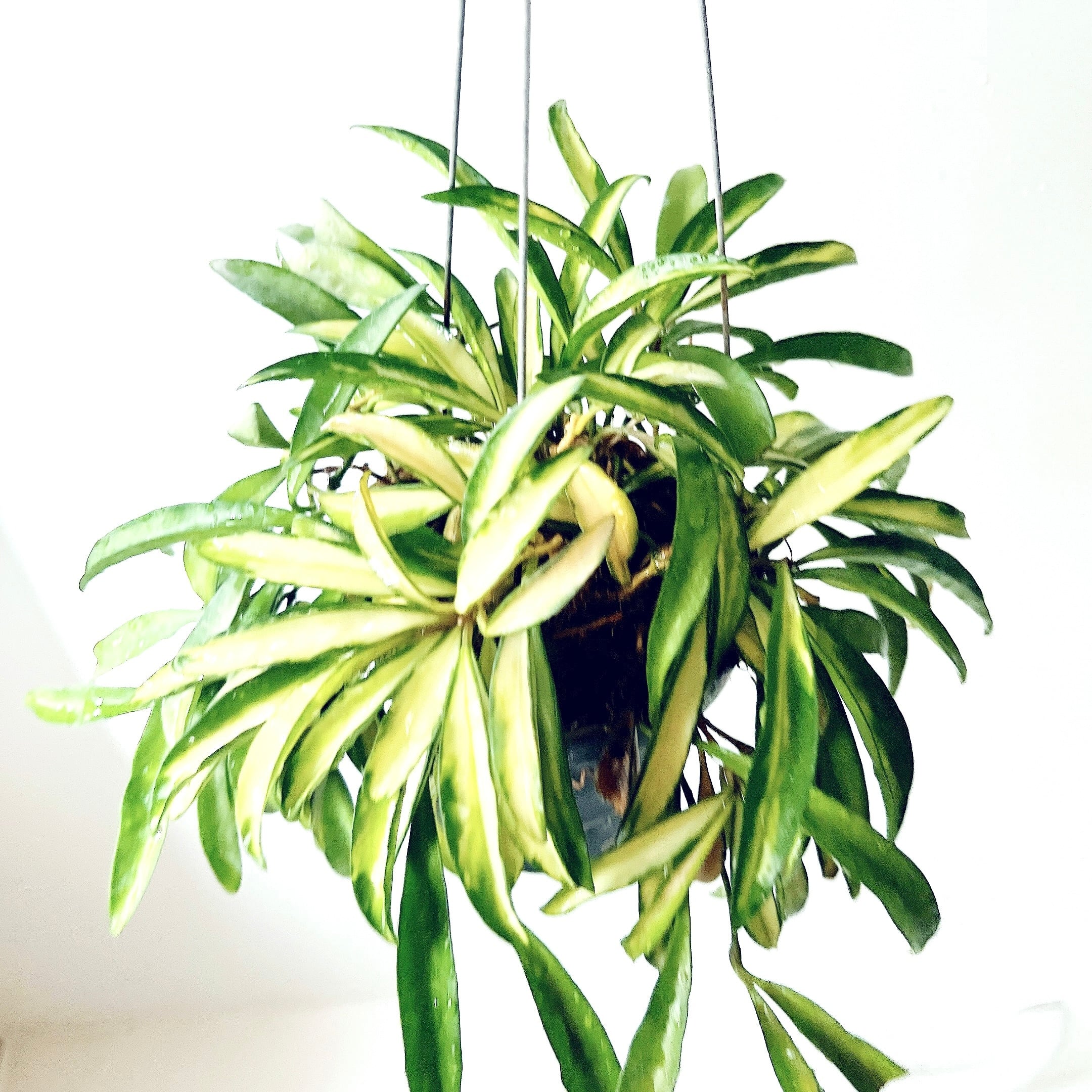 希少】ホヤ・ワイエティ 'バリエガータ'（Hoya wayetii 'Variegata