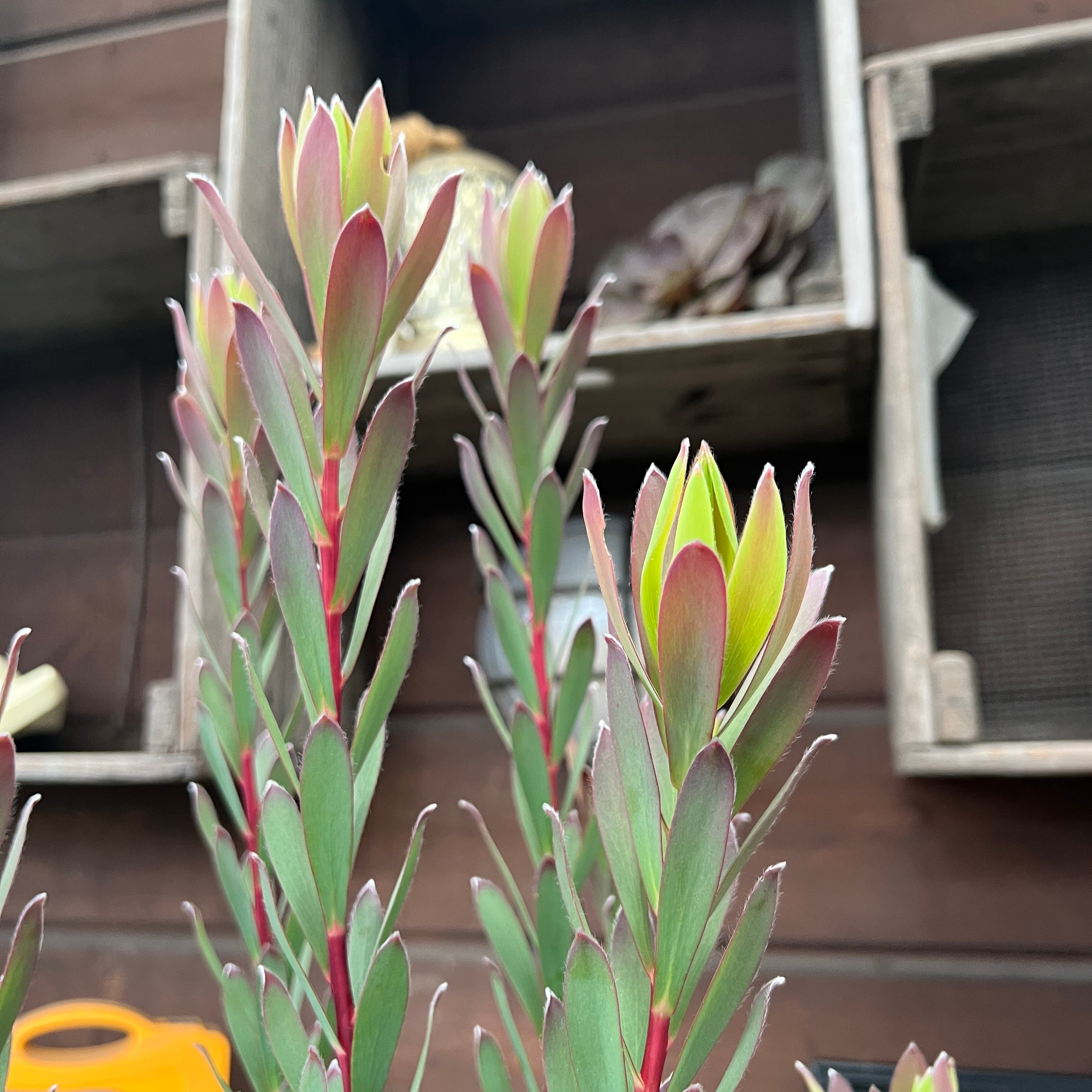 リューカデンドロン シックスティーンキャンドルズ① | 沼ノ上農園