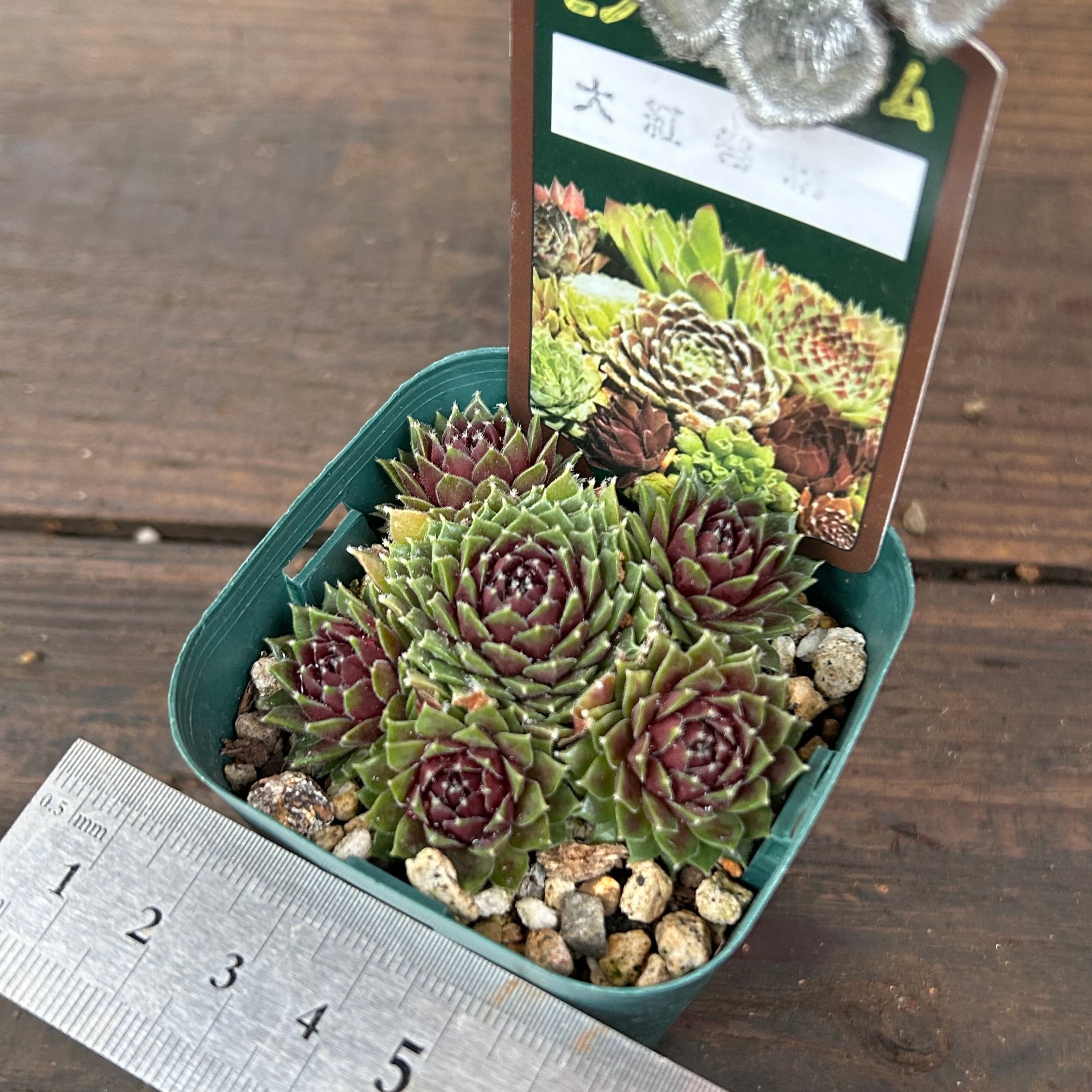 多肉 センペル 4月下旬のセンペルたち | ☆ガマンマの ニク・サボ栽培☆ - 楽天ブログ