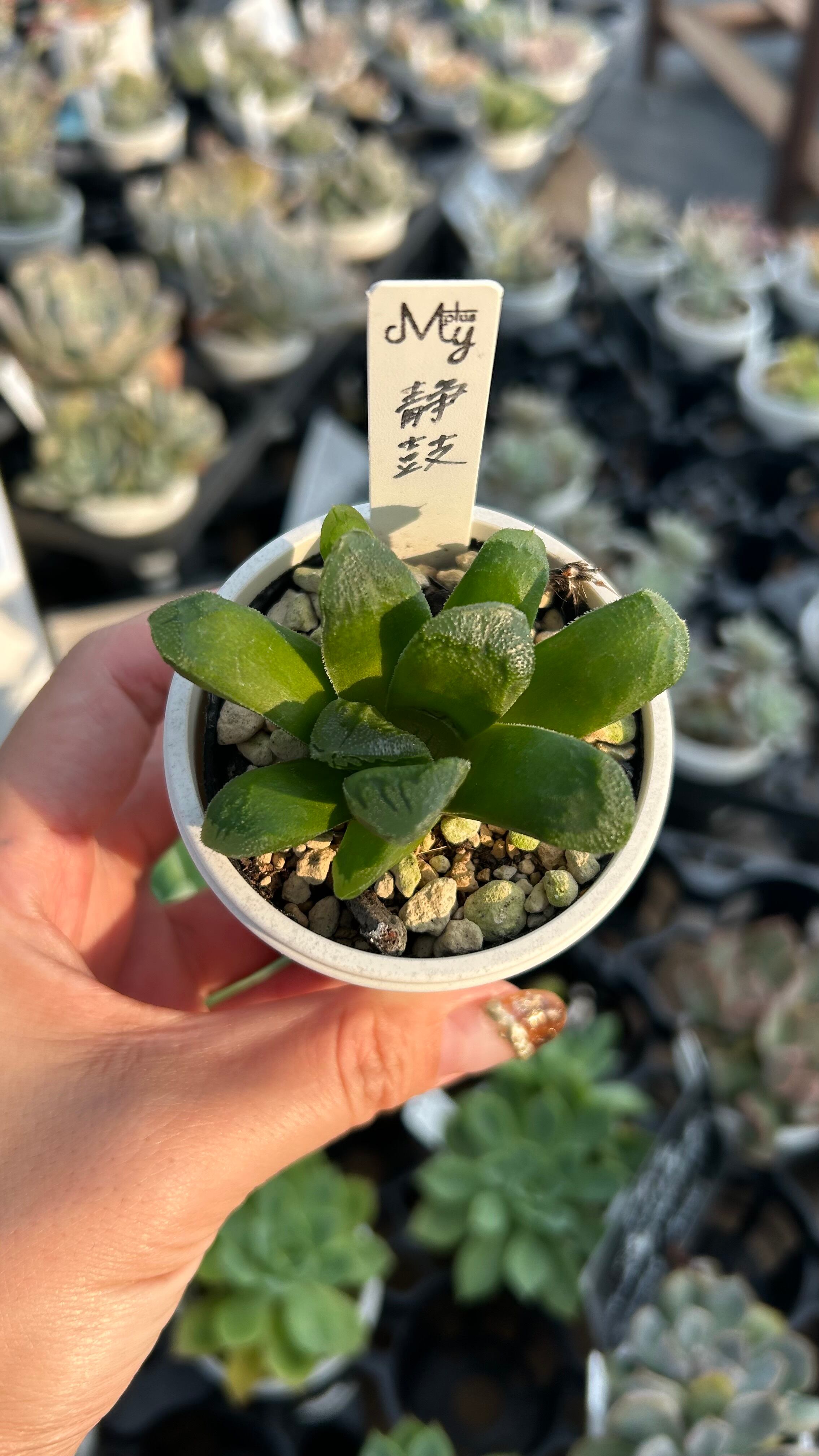 祝宴錦 多肉植物 ハオルチア 安心の生産ポットそのまま販売（8個選ん