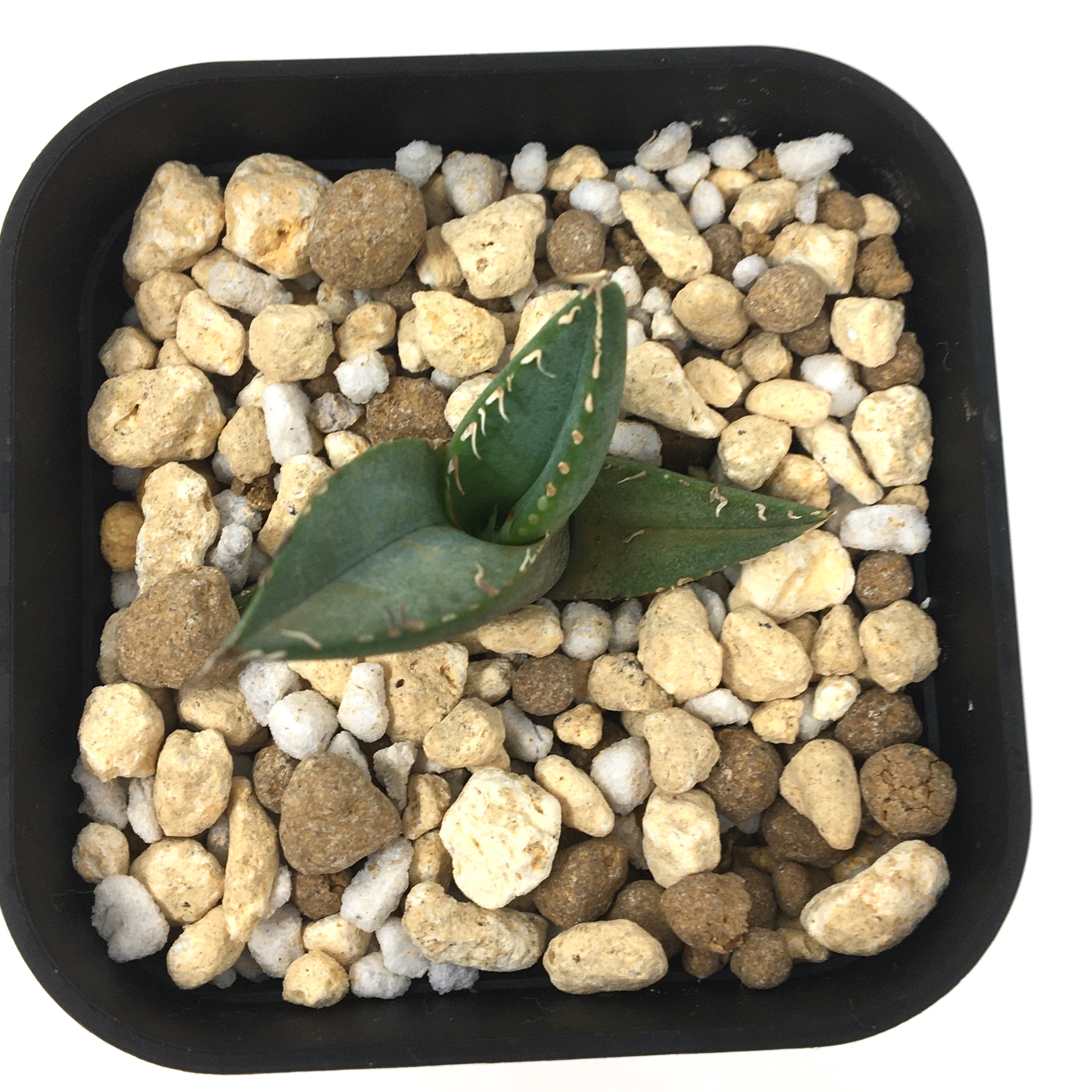 アガベ チタノタ 美株 肉厚 黒棘 ムチムチ 短葉