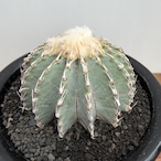 Geohintonia mexicana【ゲオヒントニア・メキシカーナ】