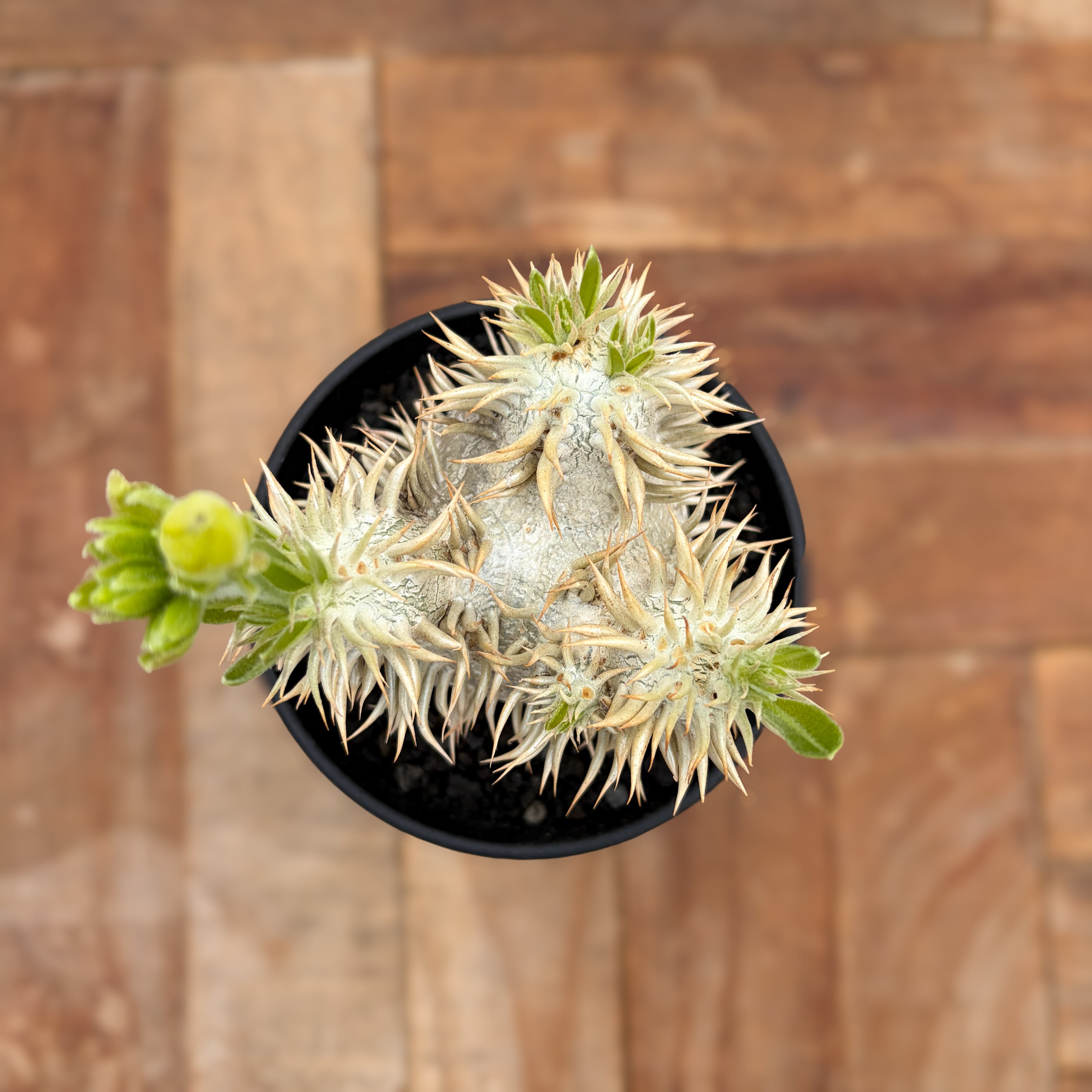 Pachypodium enigmaticum【パキポディウム・エニグマティクム・実生