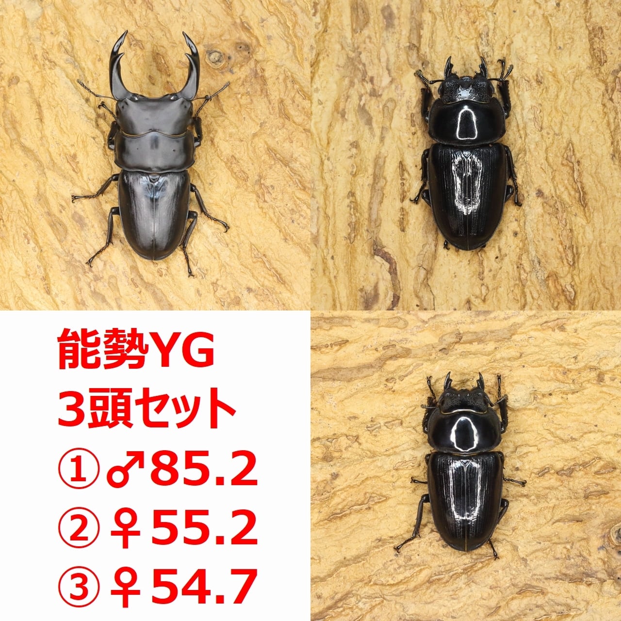 ROCKET SHOP【オオクワガタ販売】