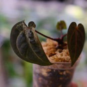 アンスリウム ドラヤキ × レッドクリスタリナム / Anthurium Dorayaki × Red Crystallinum④ / 観葉植物<育て方・花言葉>