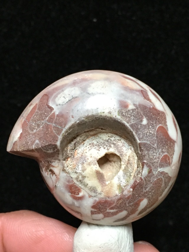 49) 化石ケオン・ハイグレード