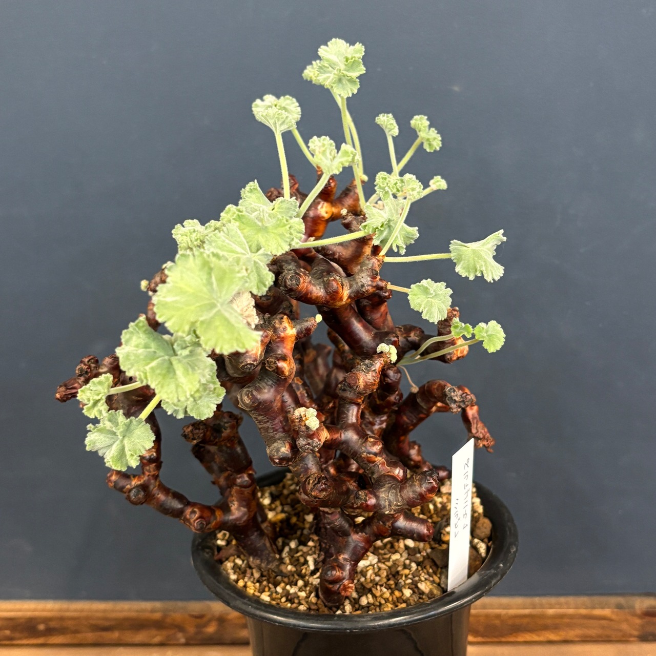 ペラルゴニウム　ミラビレ　現地株【105】