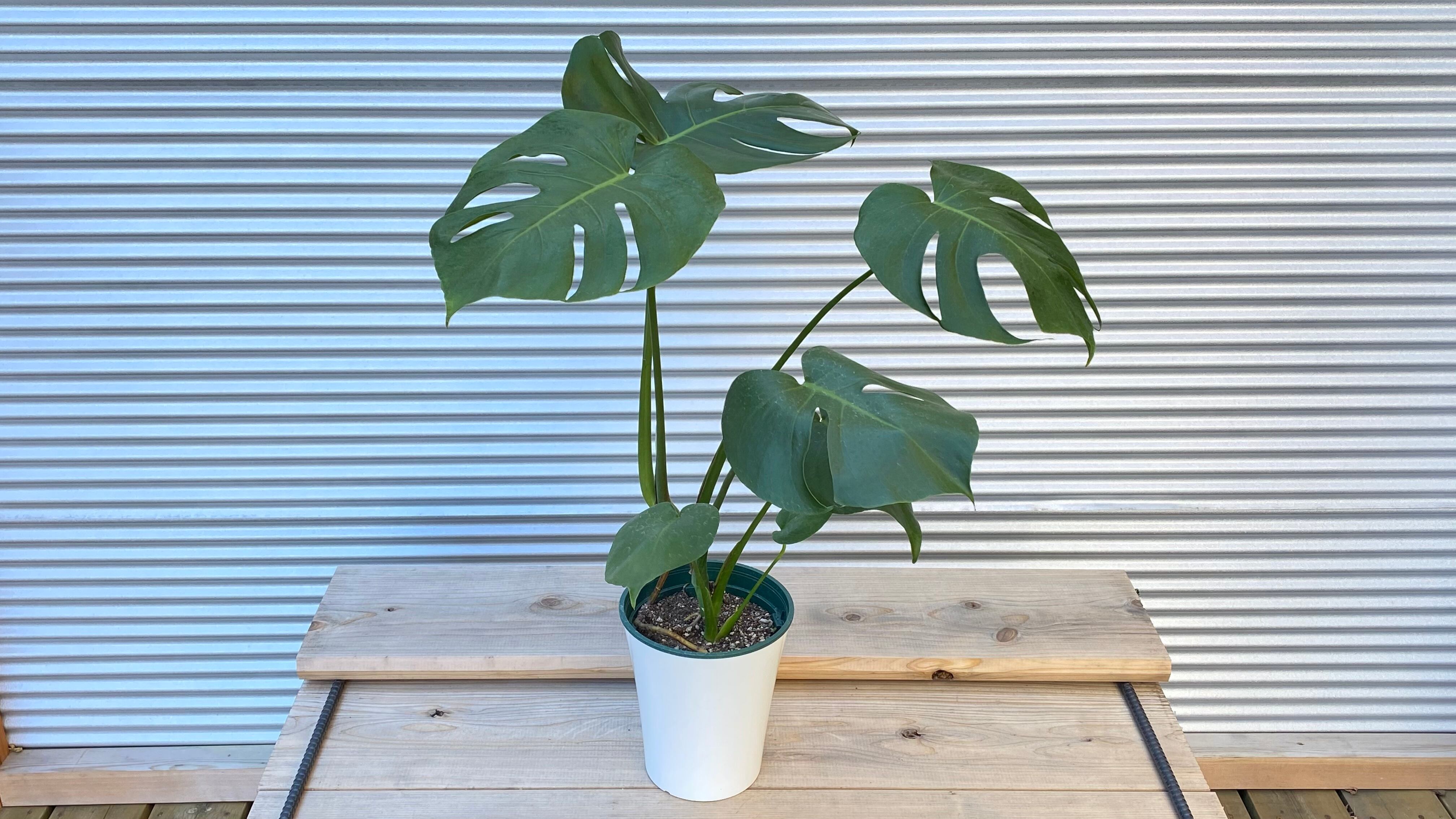 観葉植物】モンステラ アダンソニー 6号鉢 | 観葉植物専門店 PLANTS