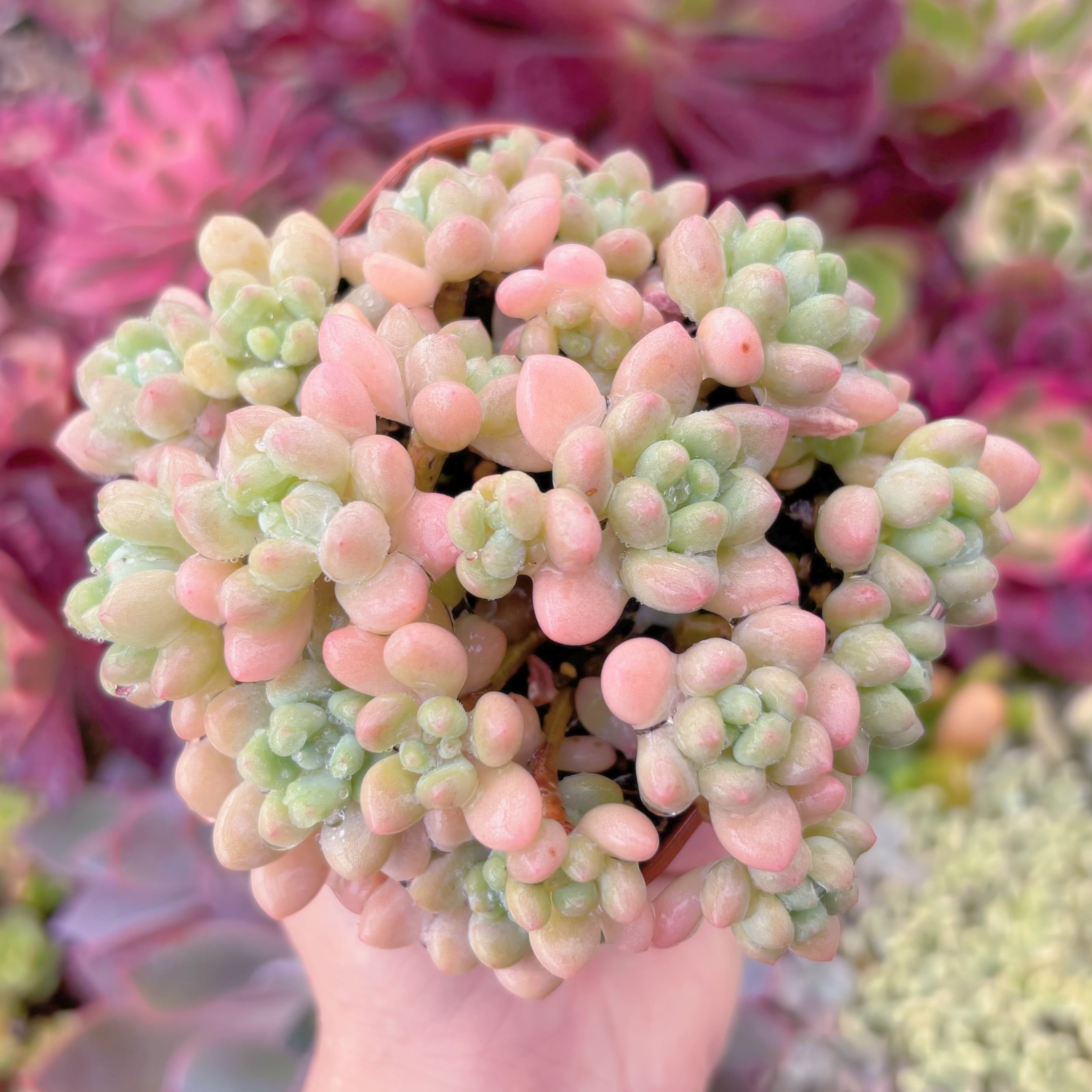 現品　ストロベリーミルク#716　るる農園