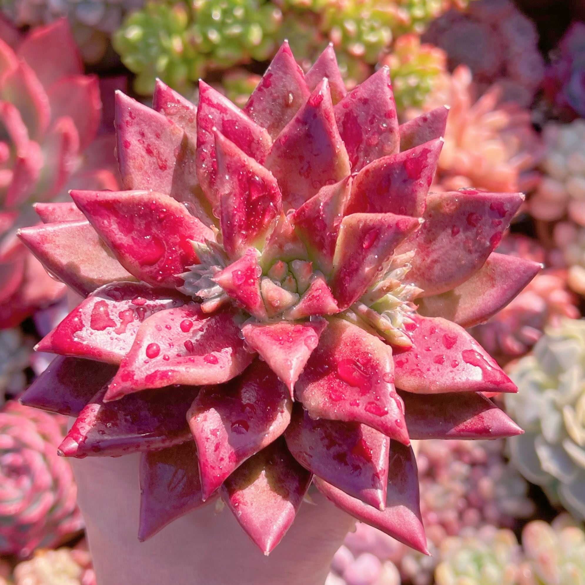 現品　プシュケ#749　新入荷　るる農園