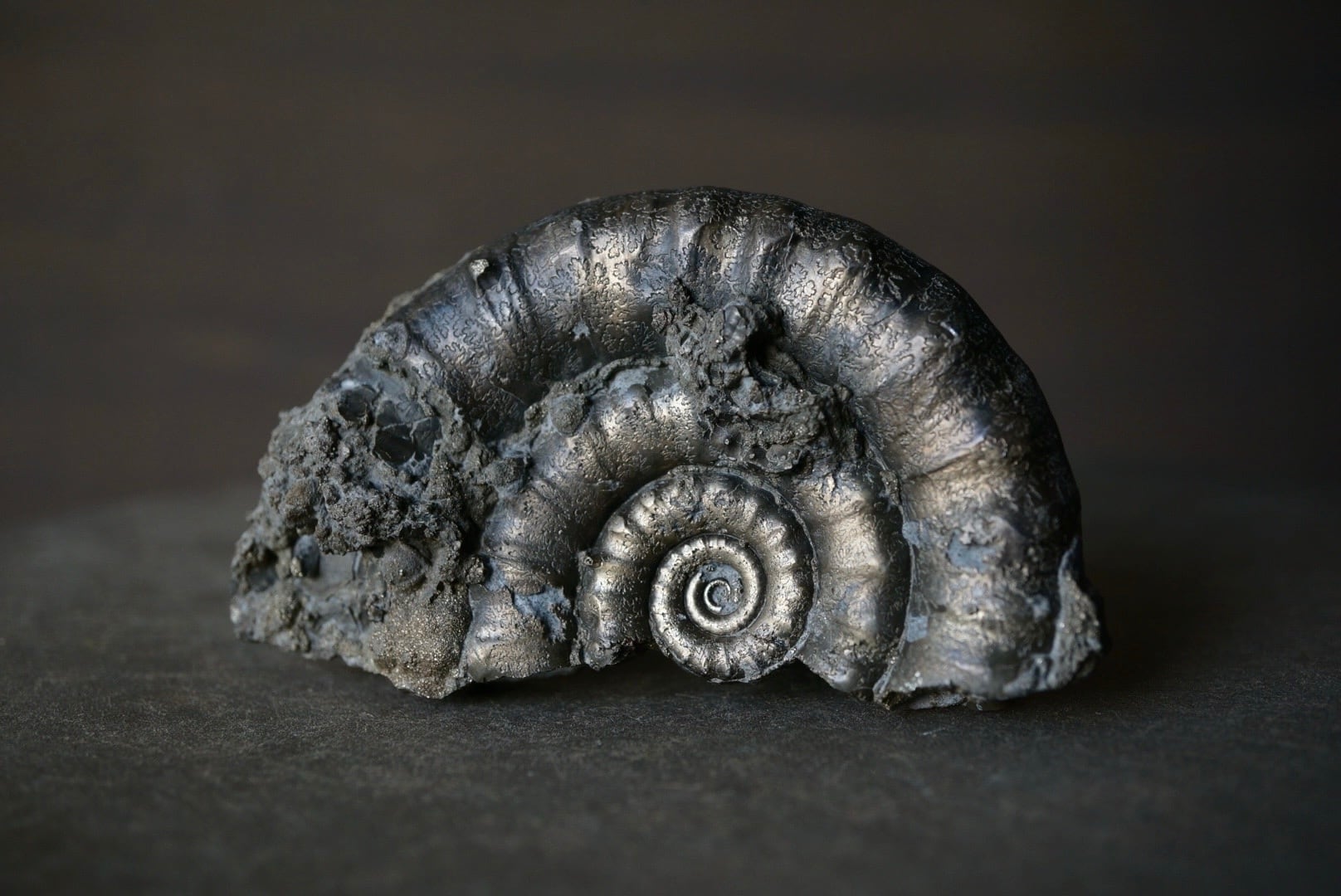 イギリス産黄鉄鉱化アンモナイト Pyritized Ammonite 1895 | 叙景 jokei