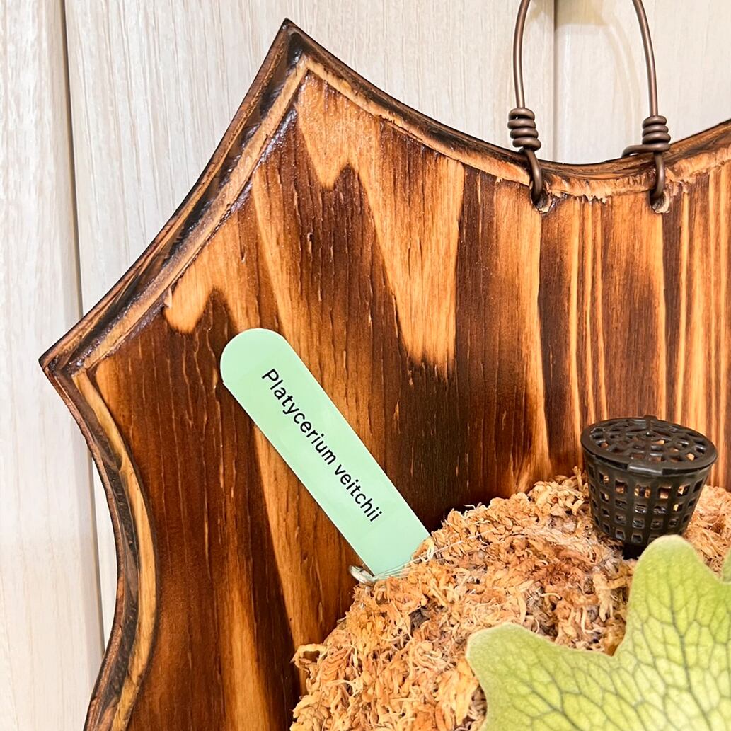 ビカクシダ ベイチー 板付 【観葉植物 壁掛け コウモリラン