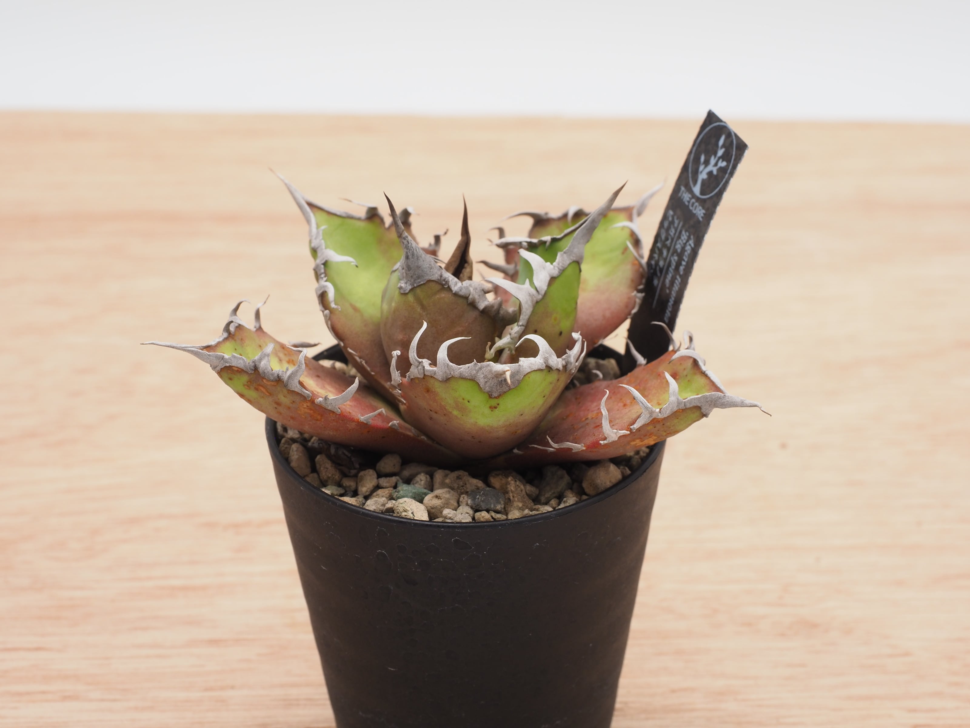 アガベ チタノタ ビッグスパイン | THE CORE