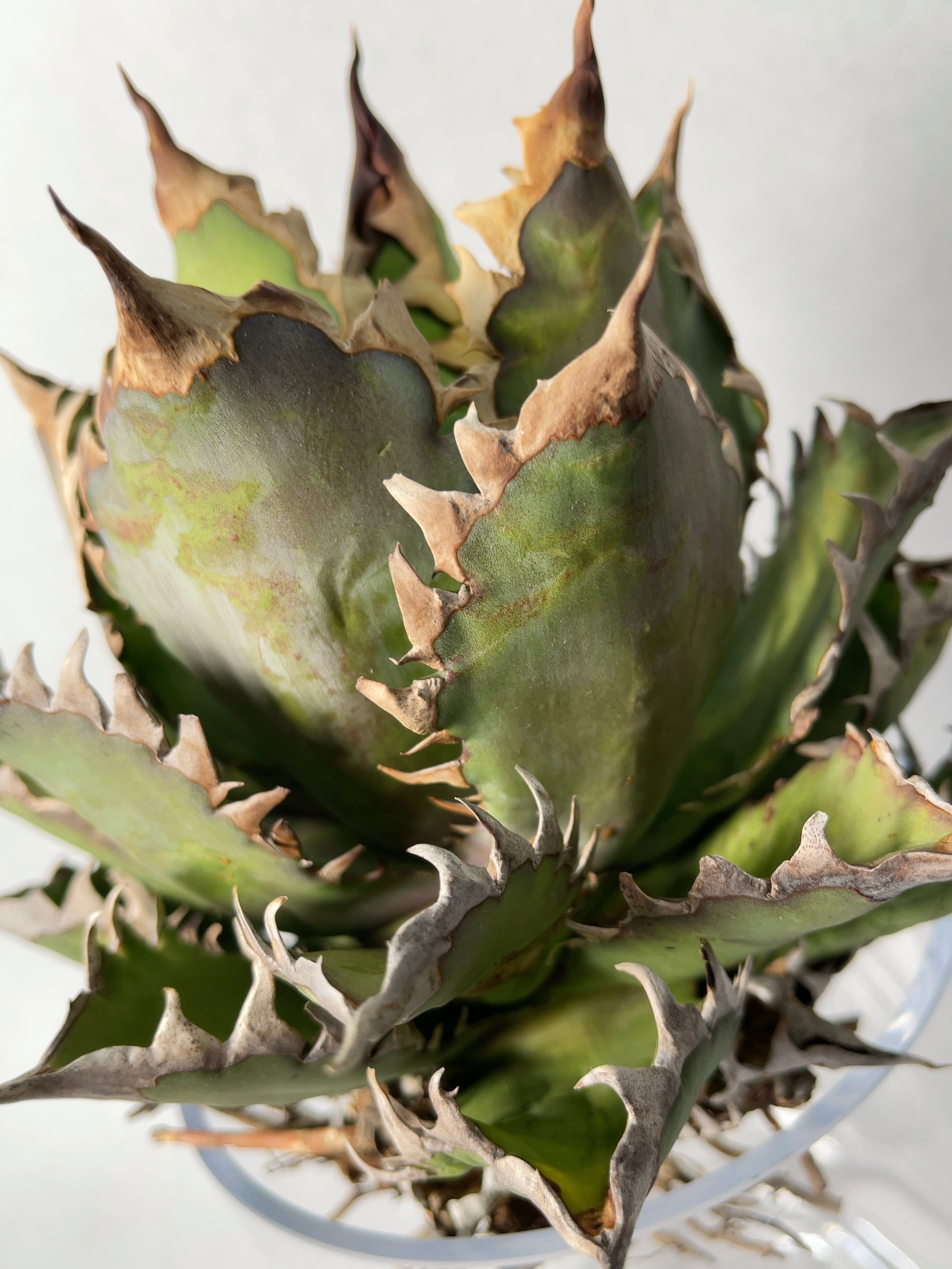 【高騰品種】9 シーザー×レッドキャットウィーズル hyb 極上強棘陽炎 アガベ レッドキャットウィーズル9 | trigger