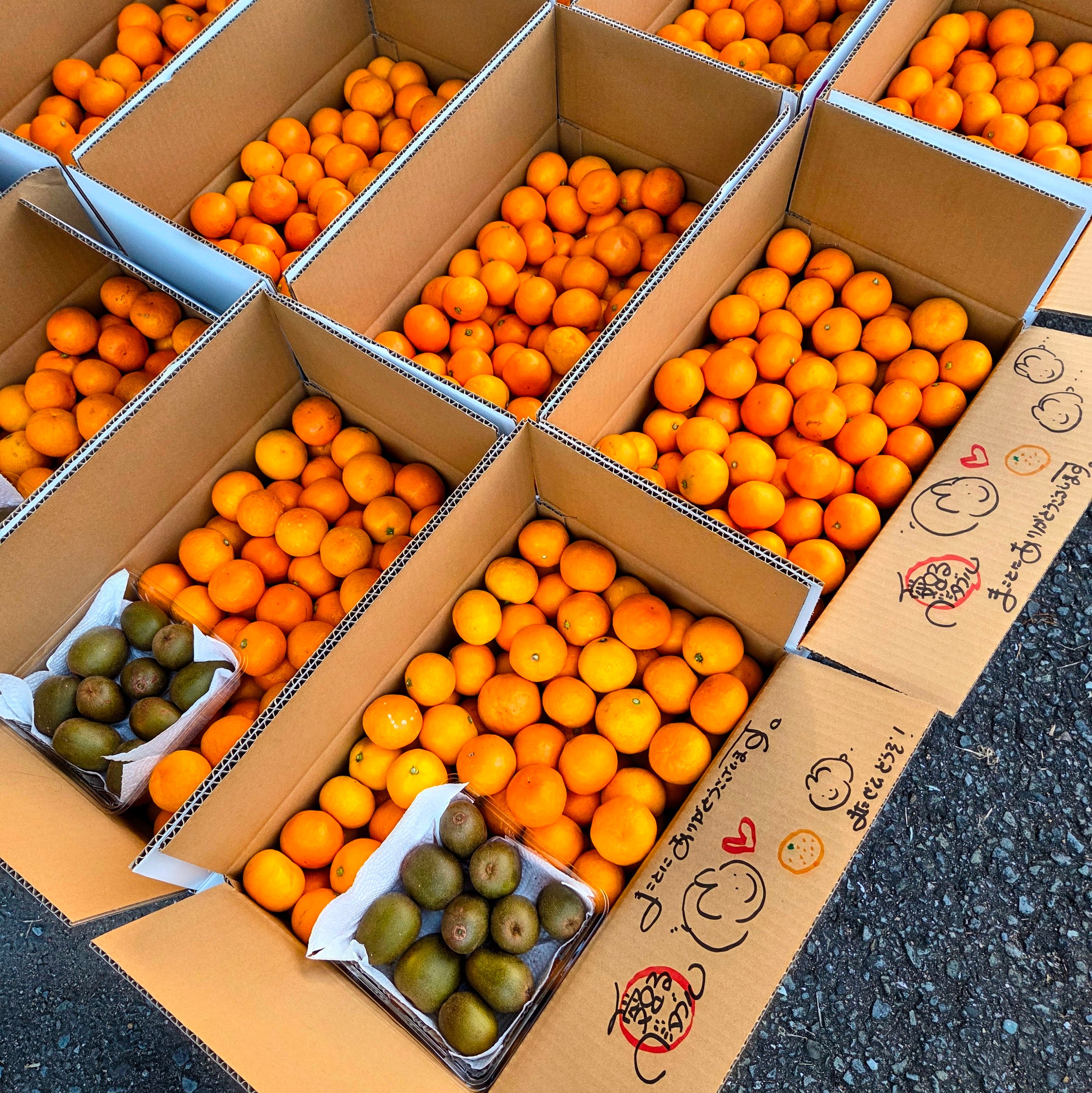 ☆ワカヤマフルーツ☆ただいまおみかん☆大人気セット☆早生ゆらミカン