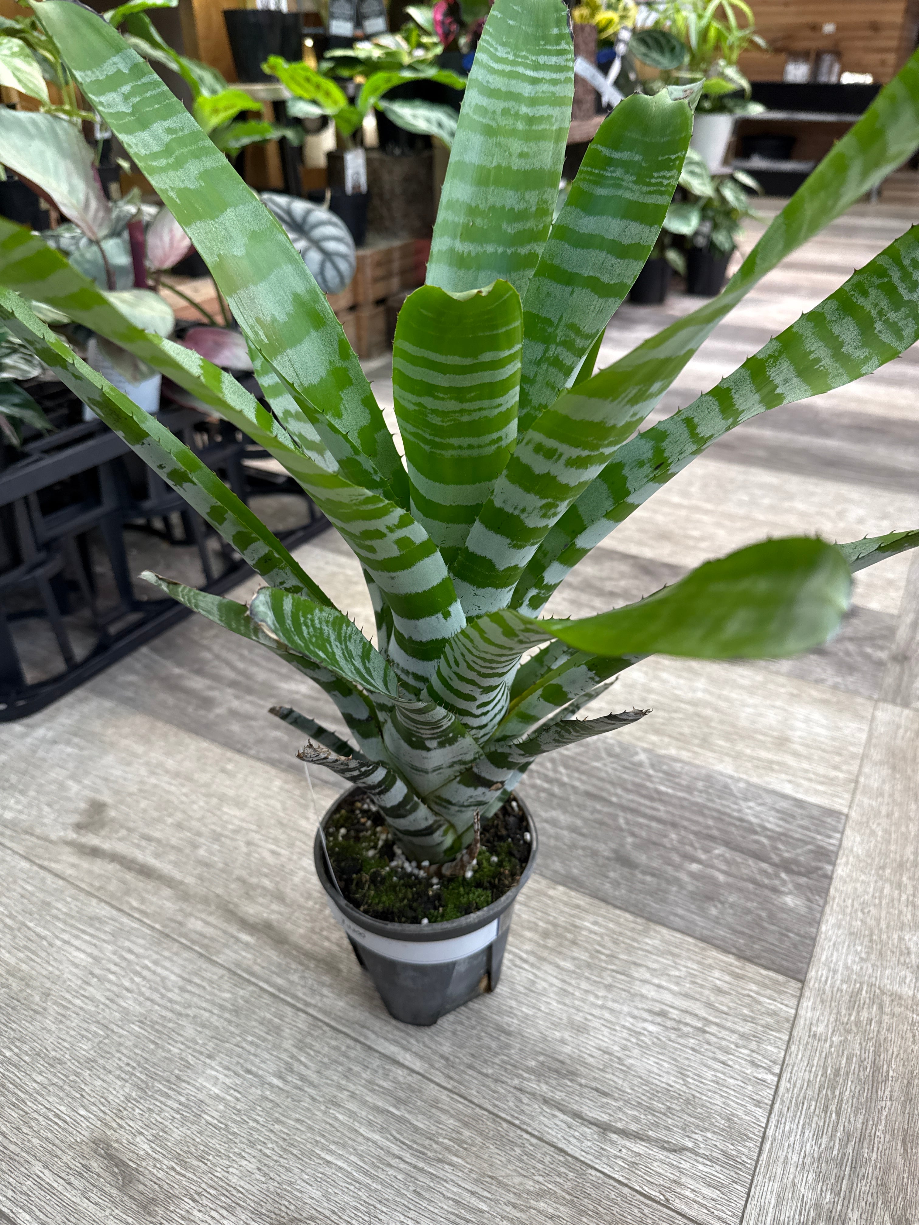 エアプランツ・タンク系 | Gardenえん 【観葉熱帯植物】