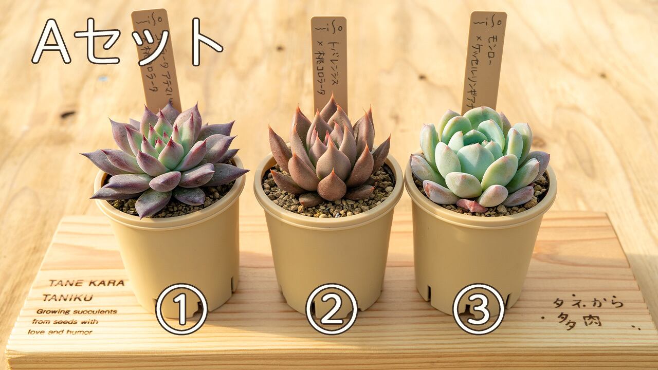 2025冬ミソ苗セット第一弾（Aセット） | タネから多肉