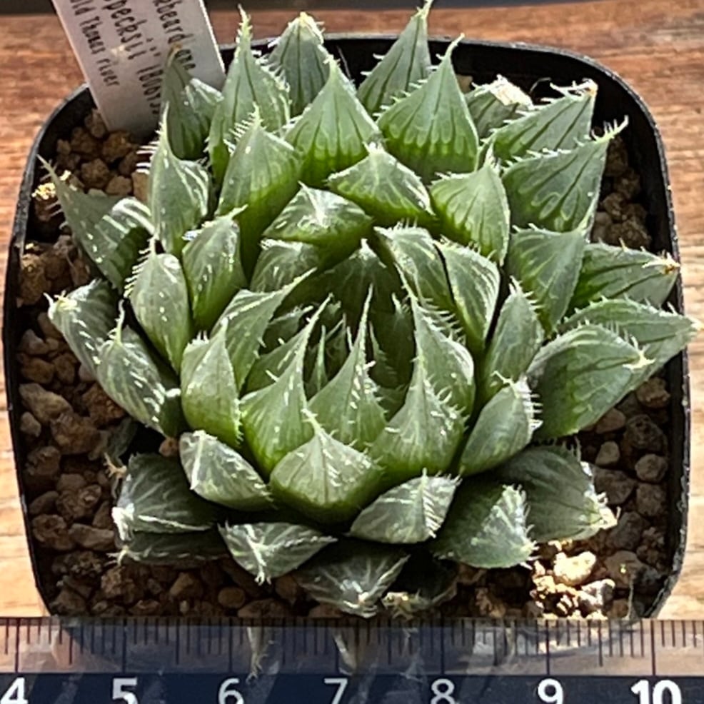 ハオルチア 原種 specksii IB06955 | mocono_plants
