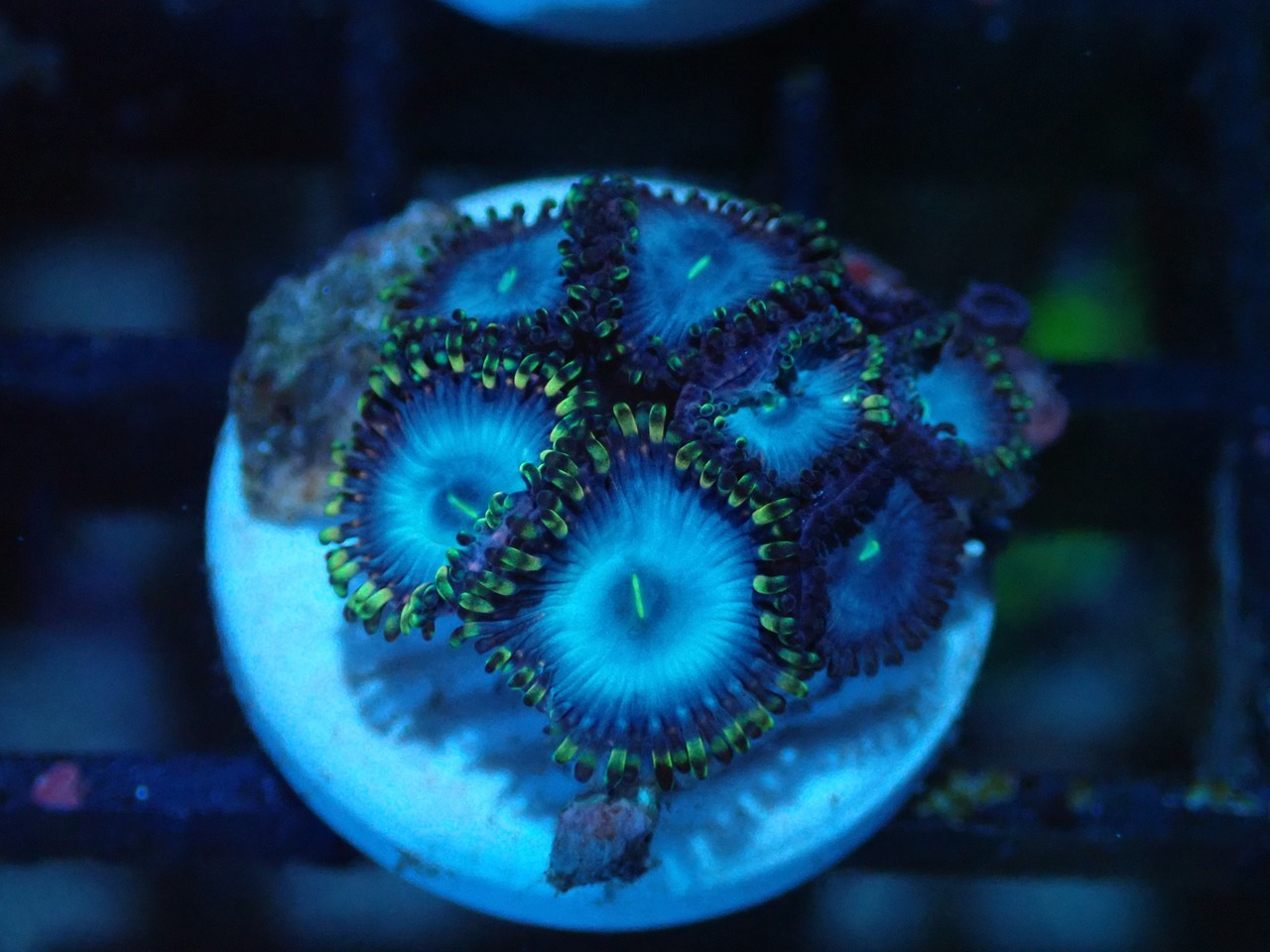 Zoanthus BlueColor 1
