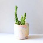 【グリーン】アウストロキリンドロプンチア