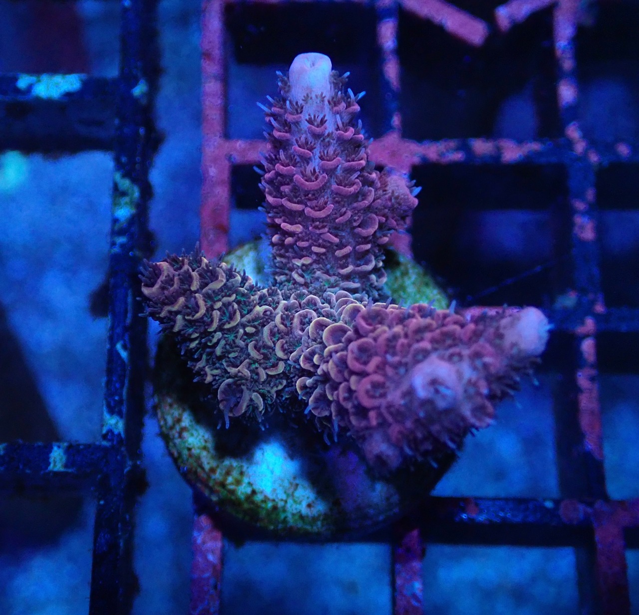 Acropora Aspera 1