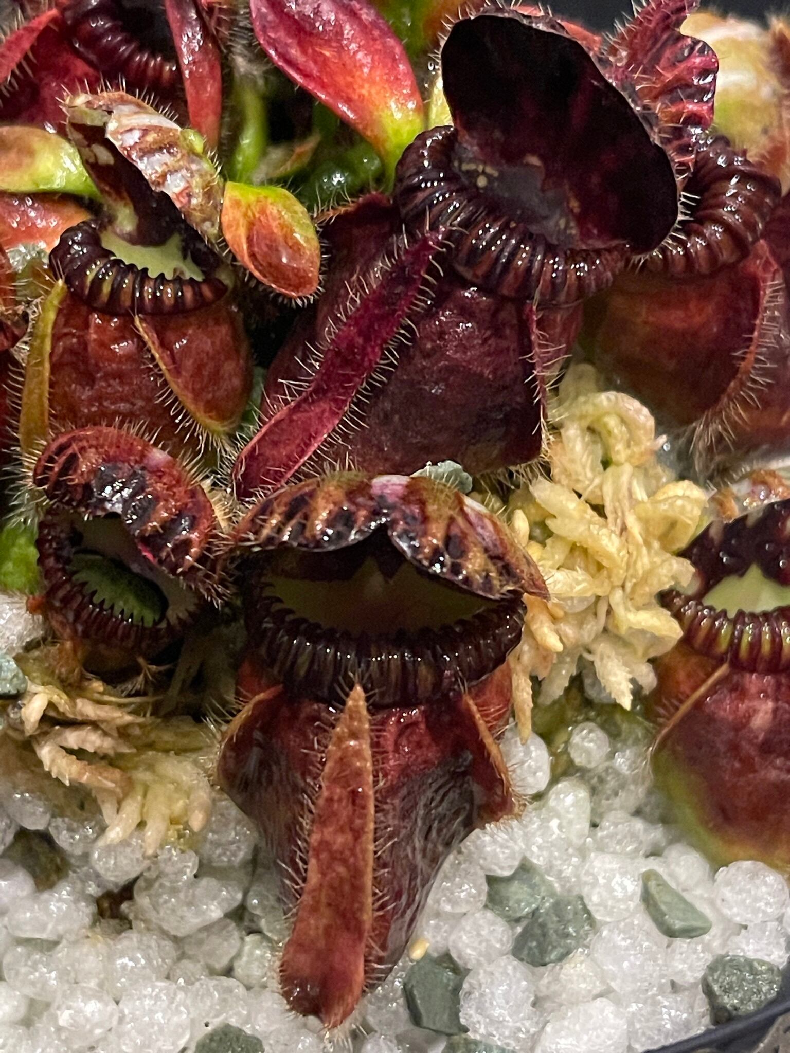 セファロタス フォリキュラリス 恵比寿 食虫植物 観葉植物